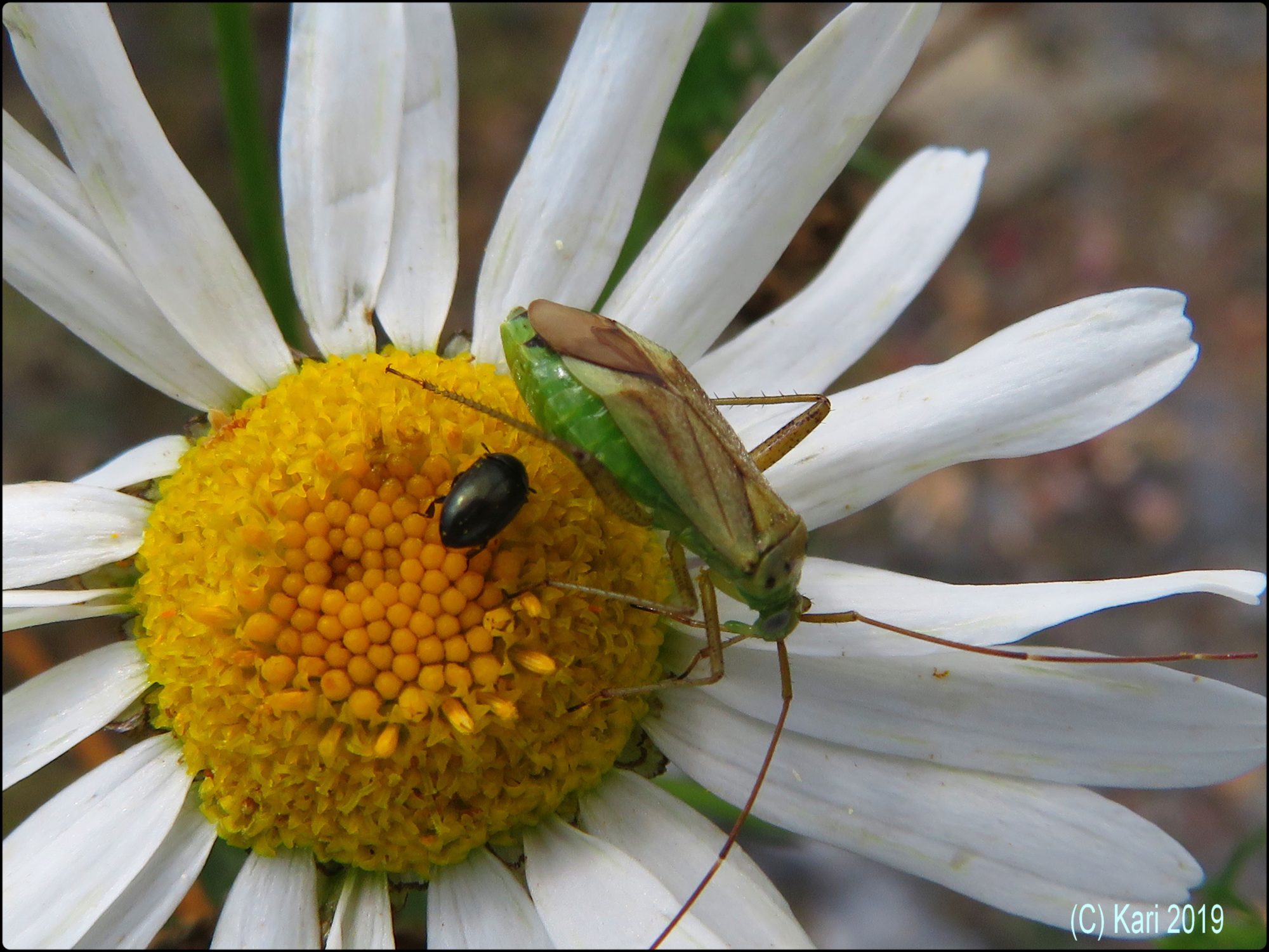 Valokuvaaja: Kari Saarinen Valokuvaaja: Kari Saarinen