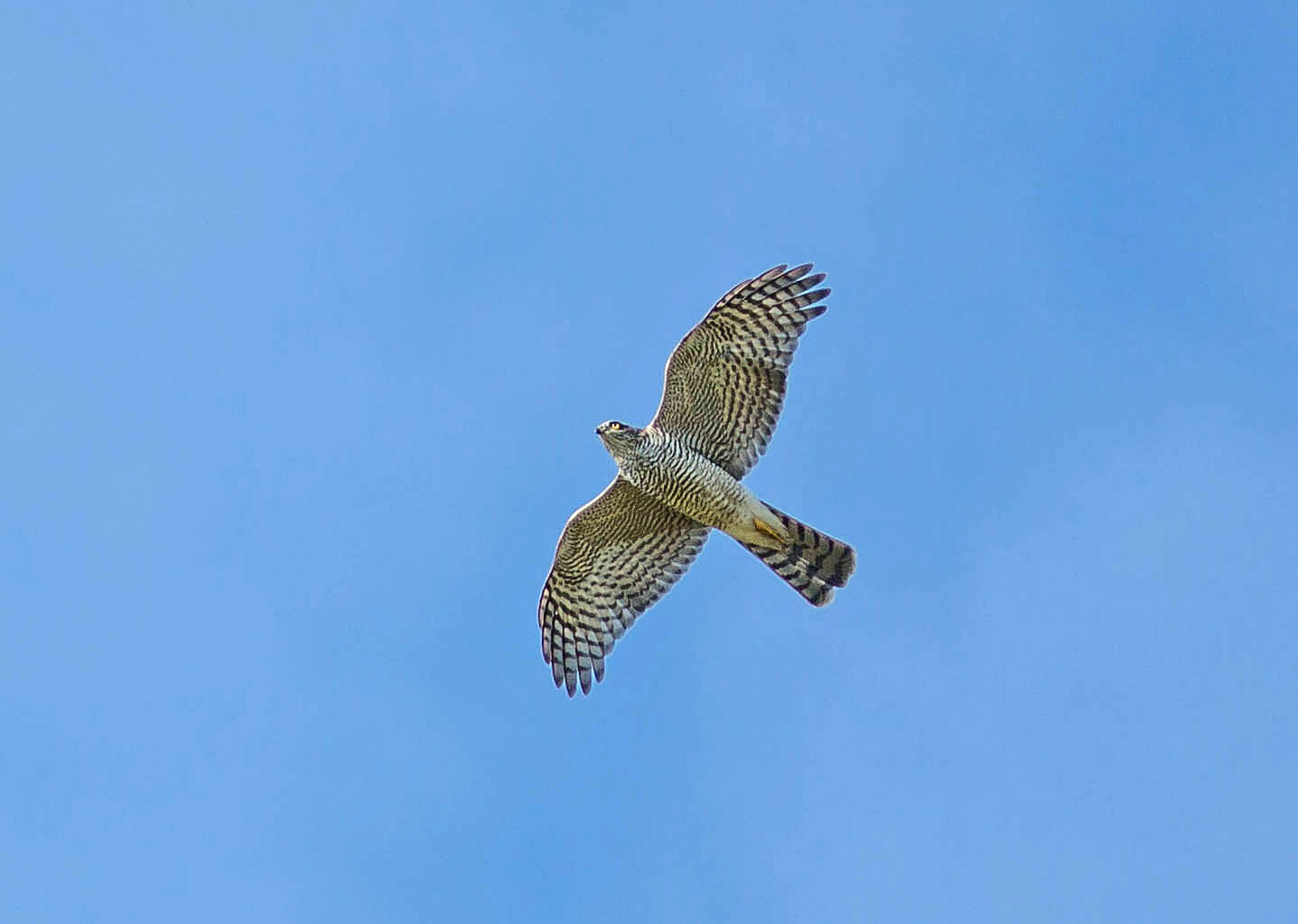 Valokuvaaja: Irma Kortekallio