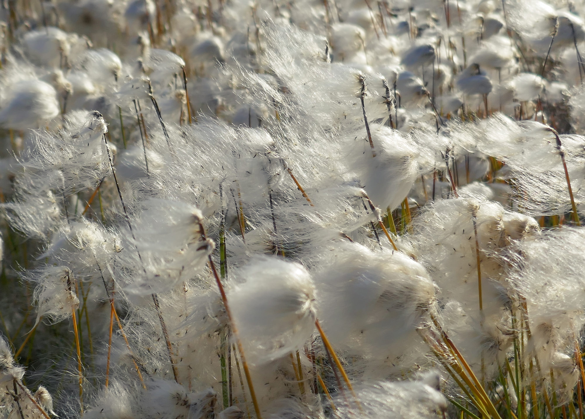 Valokuvaaja: Anne Patana