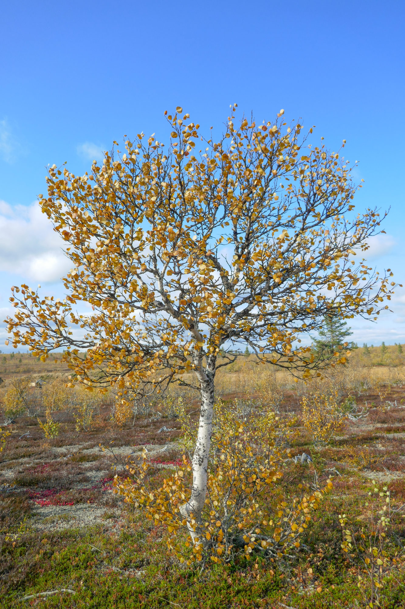 Valokuvaaja: Anne Patama