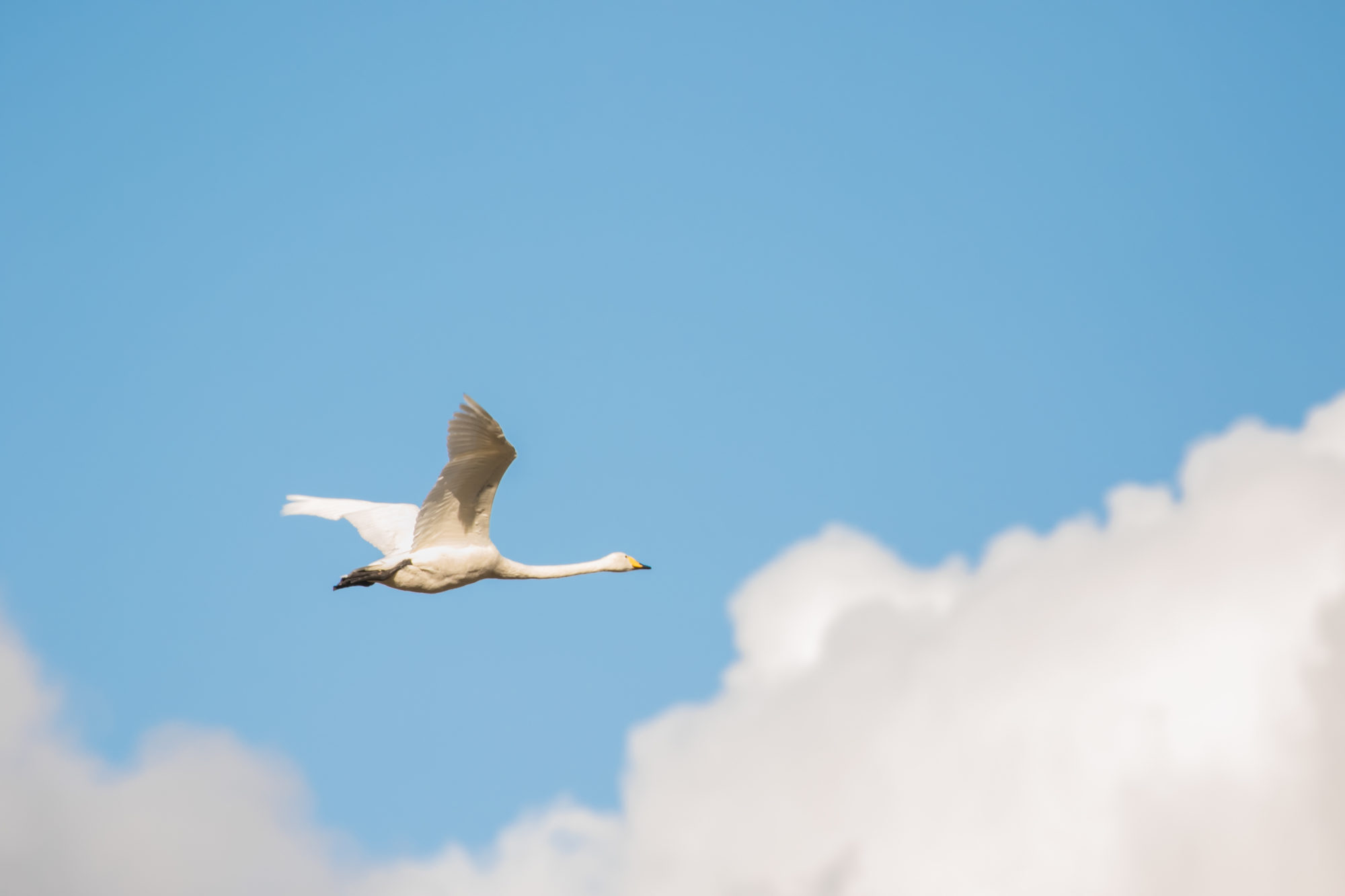 Valokuvaaja: Anne Patana