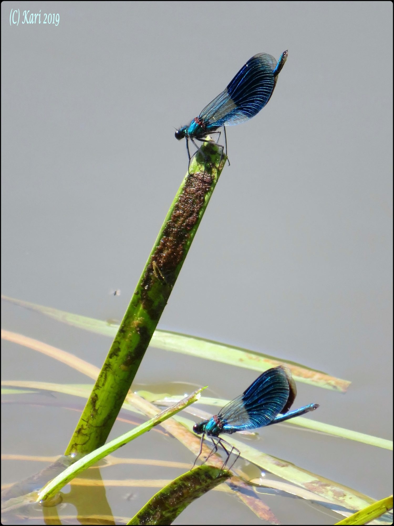 Valokuvaaja: Kari Saarinen Valokuvaaja: Kari Saarinen