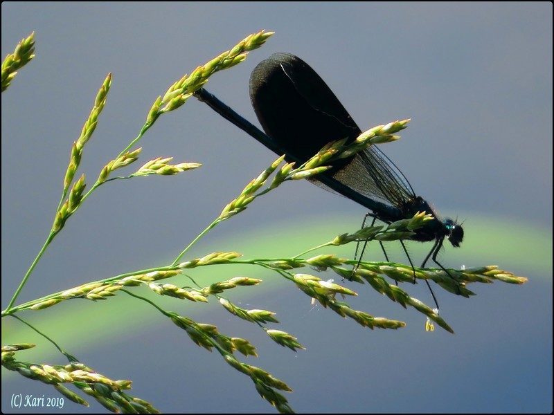 Valokuvaaja: Kari Saarinen