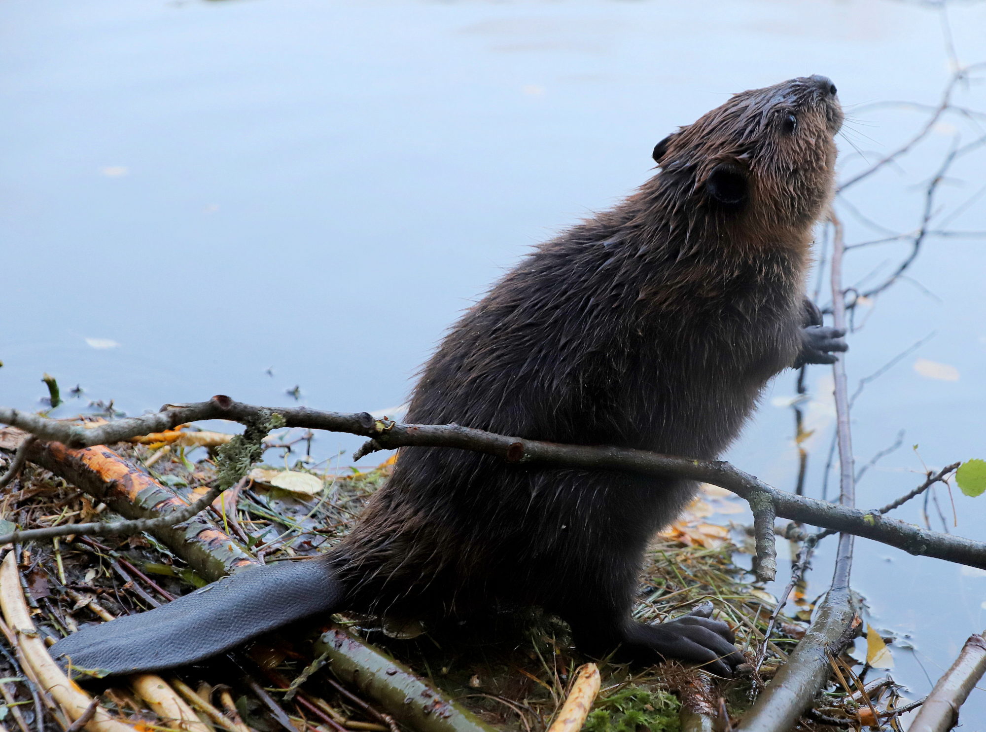 Valokuvaaja: sirpa jyske