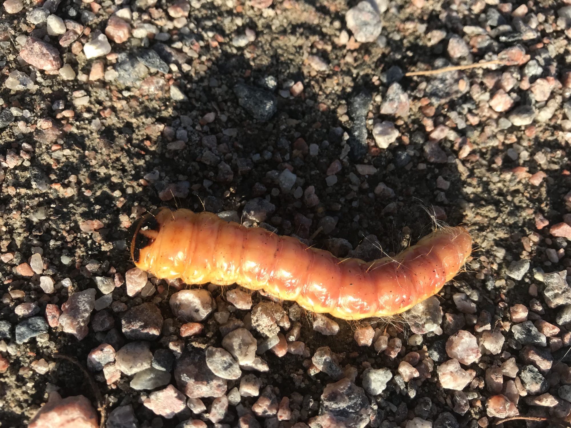 Valokuvaaja: Petra Morbin