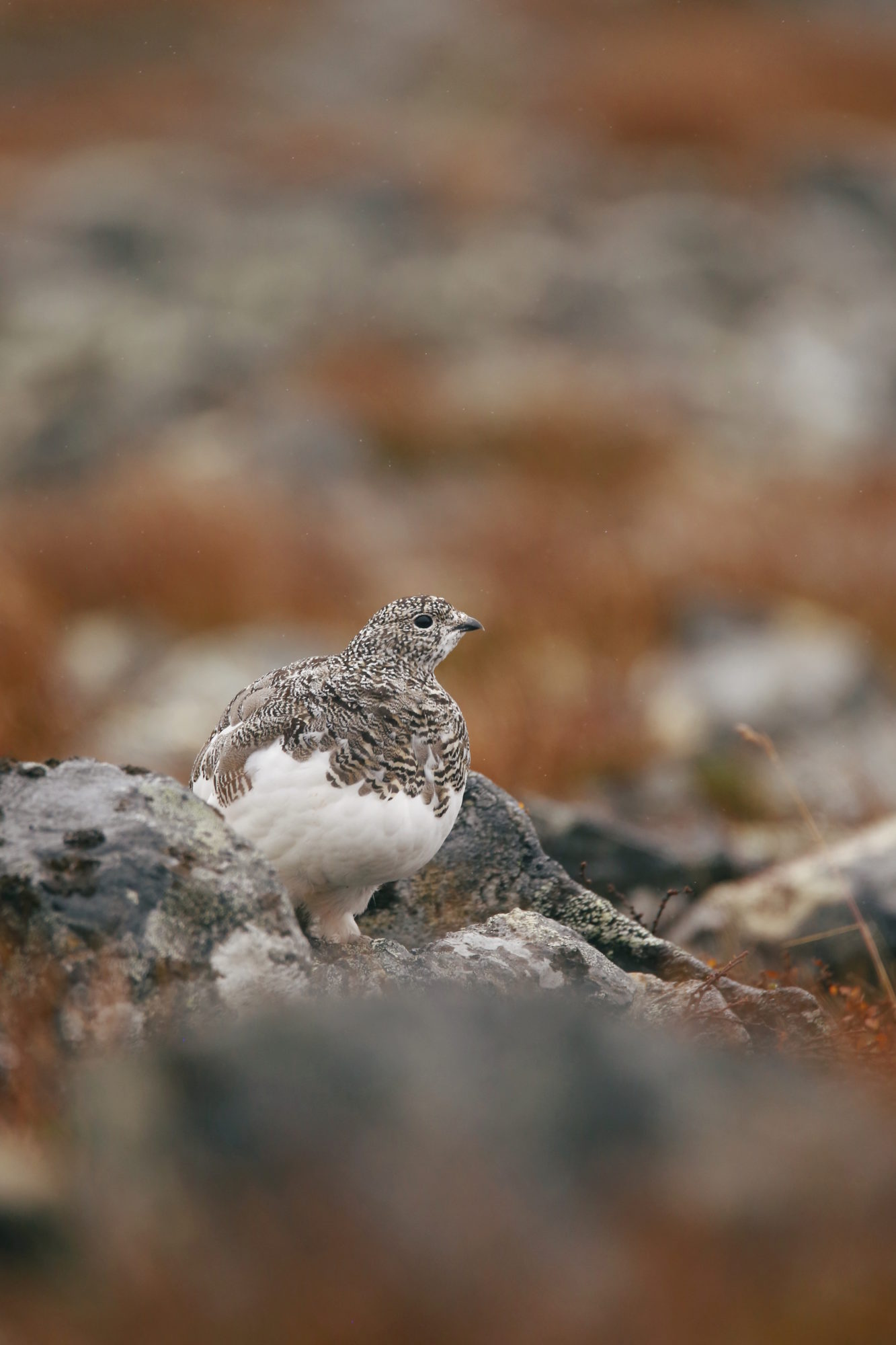 Valokuvaaja: Anne Jääskeläinen