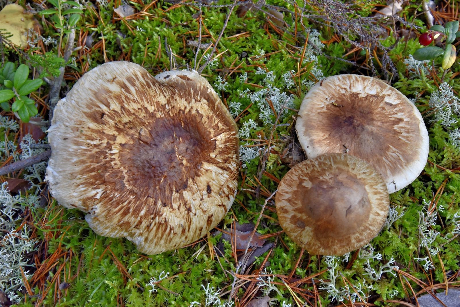 Valokuvaaja: Reijo Juurinen