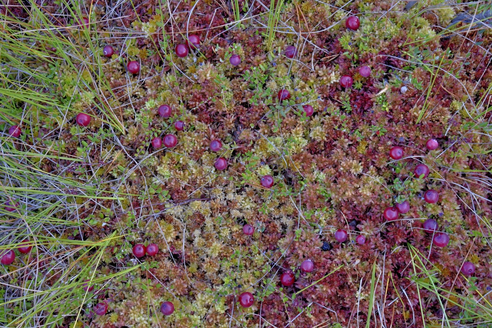 Valokuvaaja: Reijo Juurinen