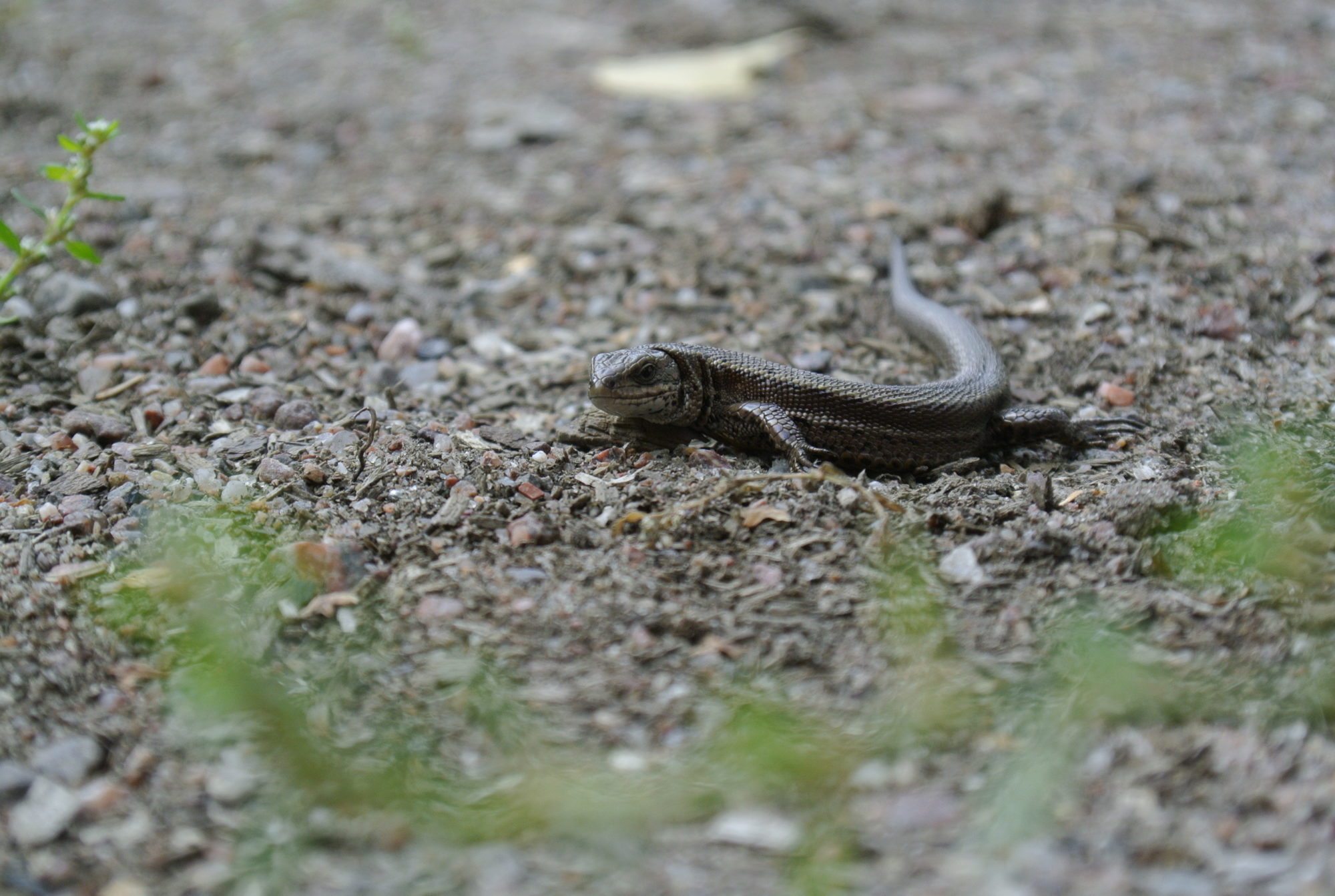 Valokuvaaja: Lilja Helenius