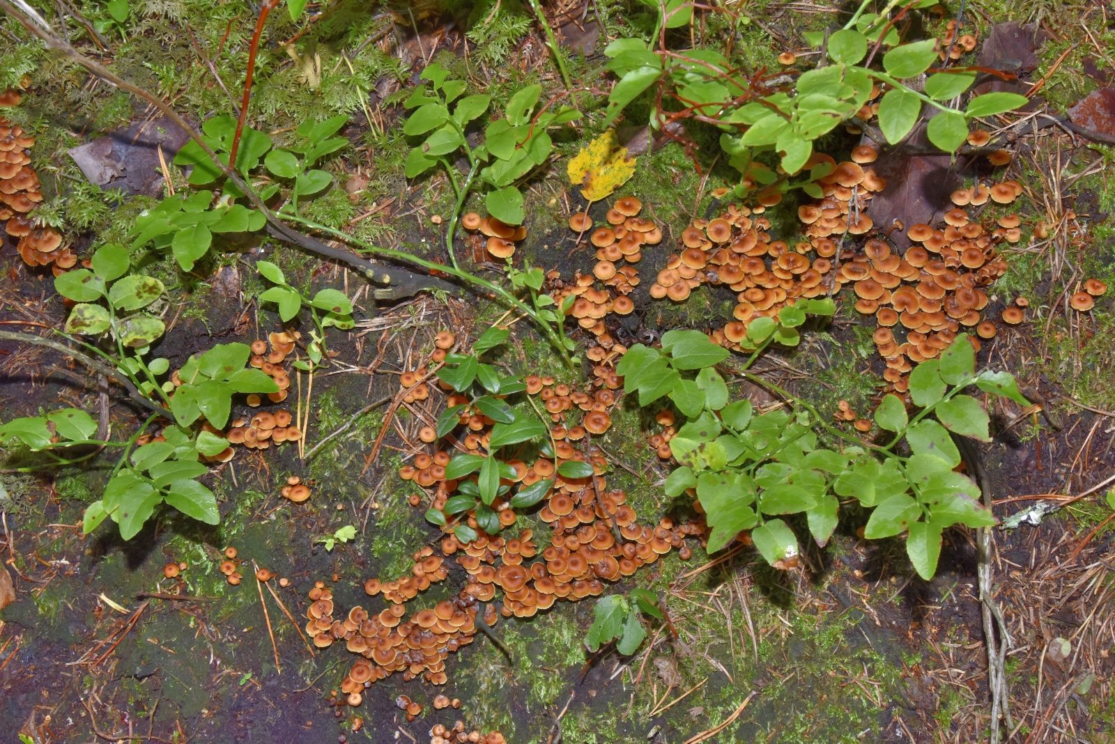 Valokuvaaja: Reijo Juurinen