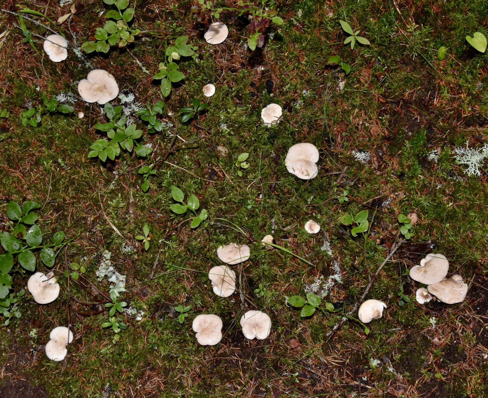 Valokuvaaja: Reijo Juurinen