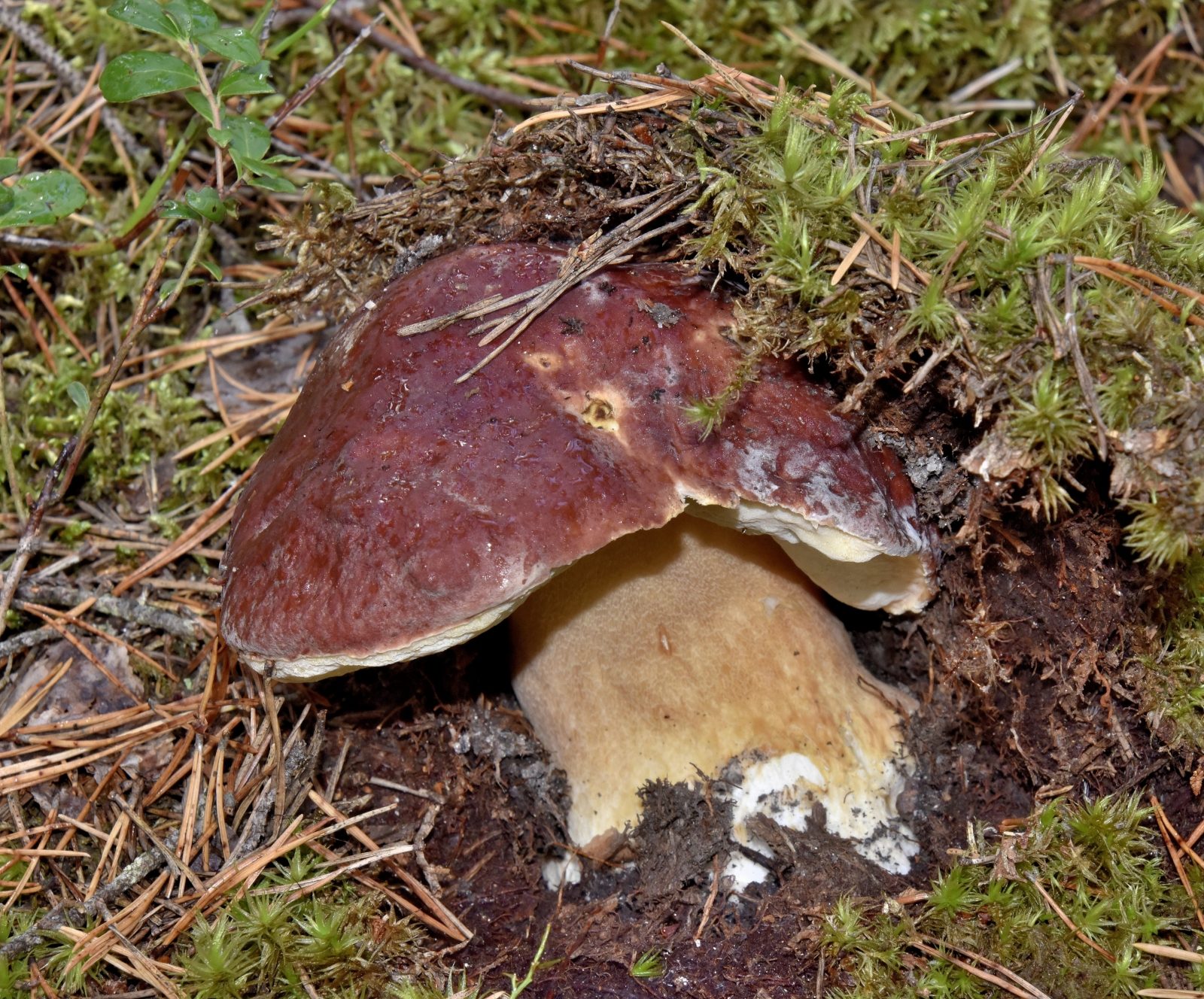 Valokuvaaja: Reijo Juurinen Valokuvaaja: Reijo Juurinen