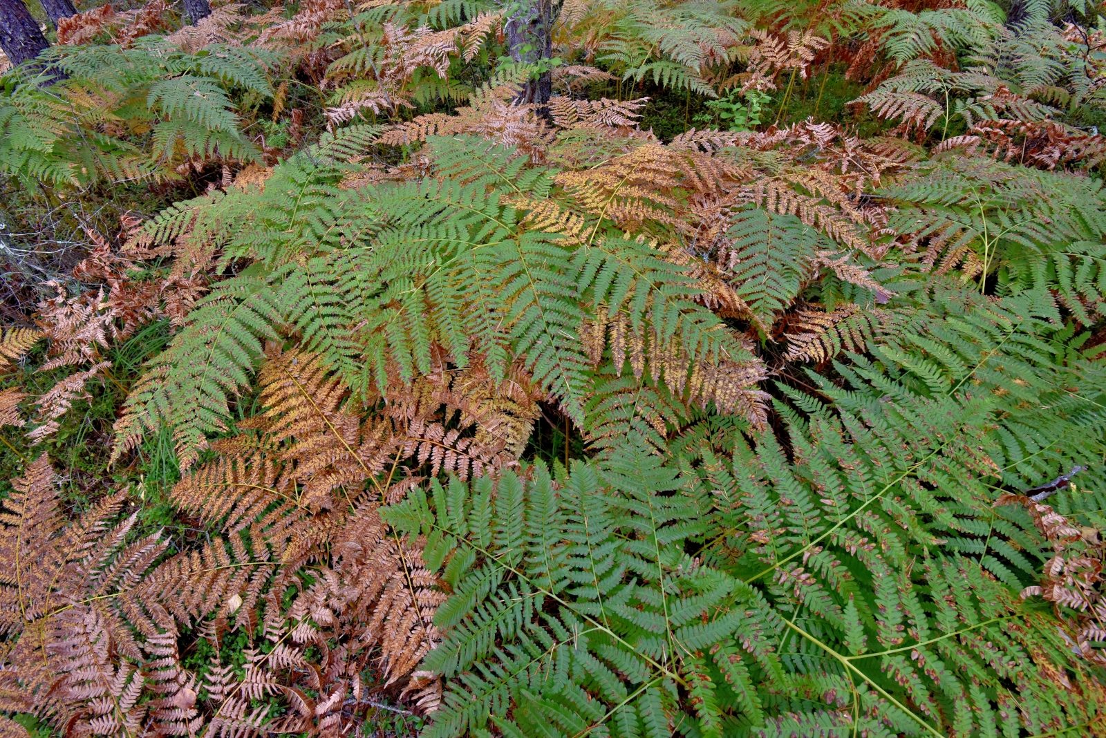 Valokuvaaja: Reijo Juurinen