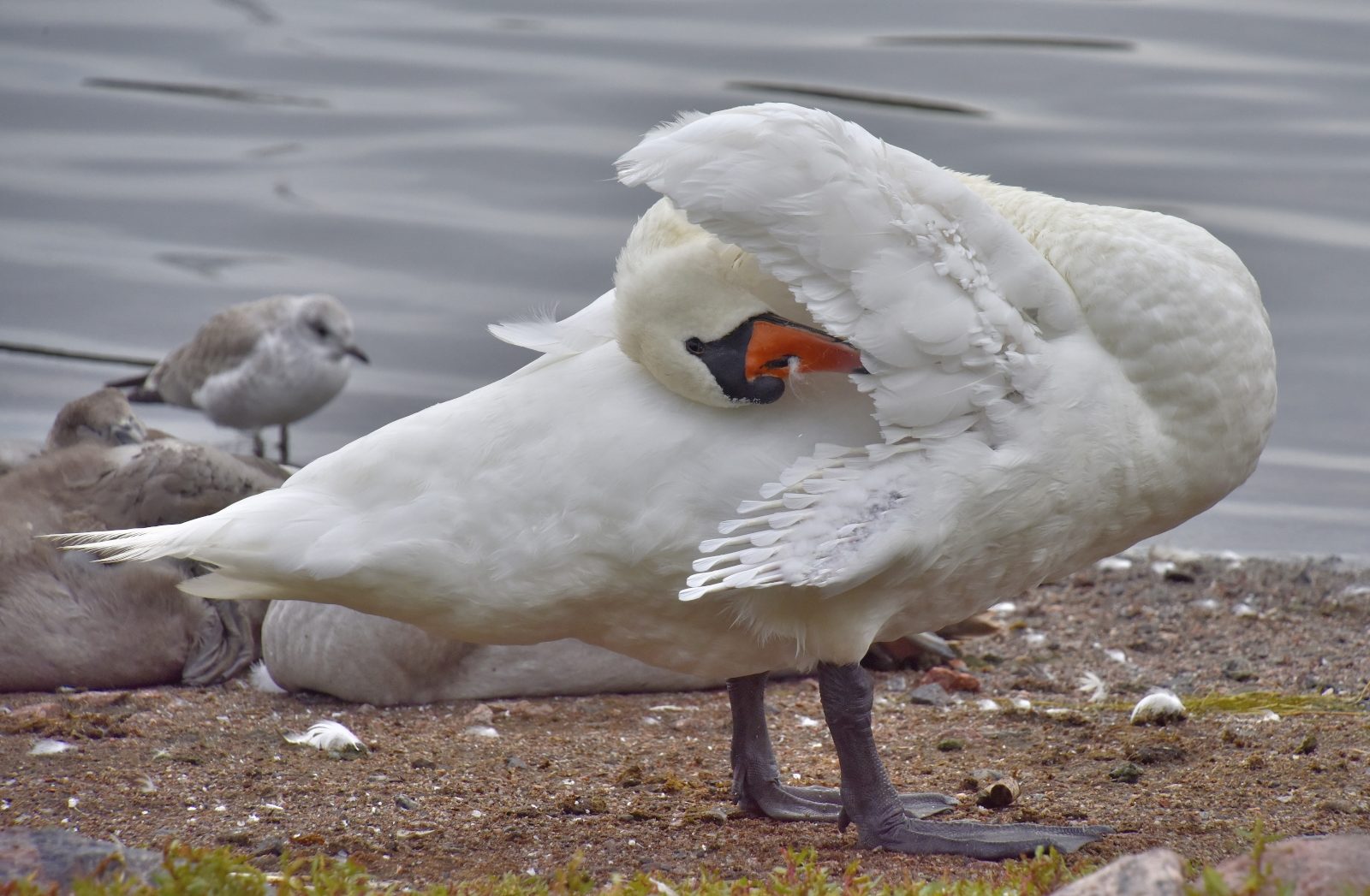 Valokuvaaja: Reijo Juurinen