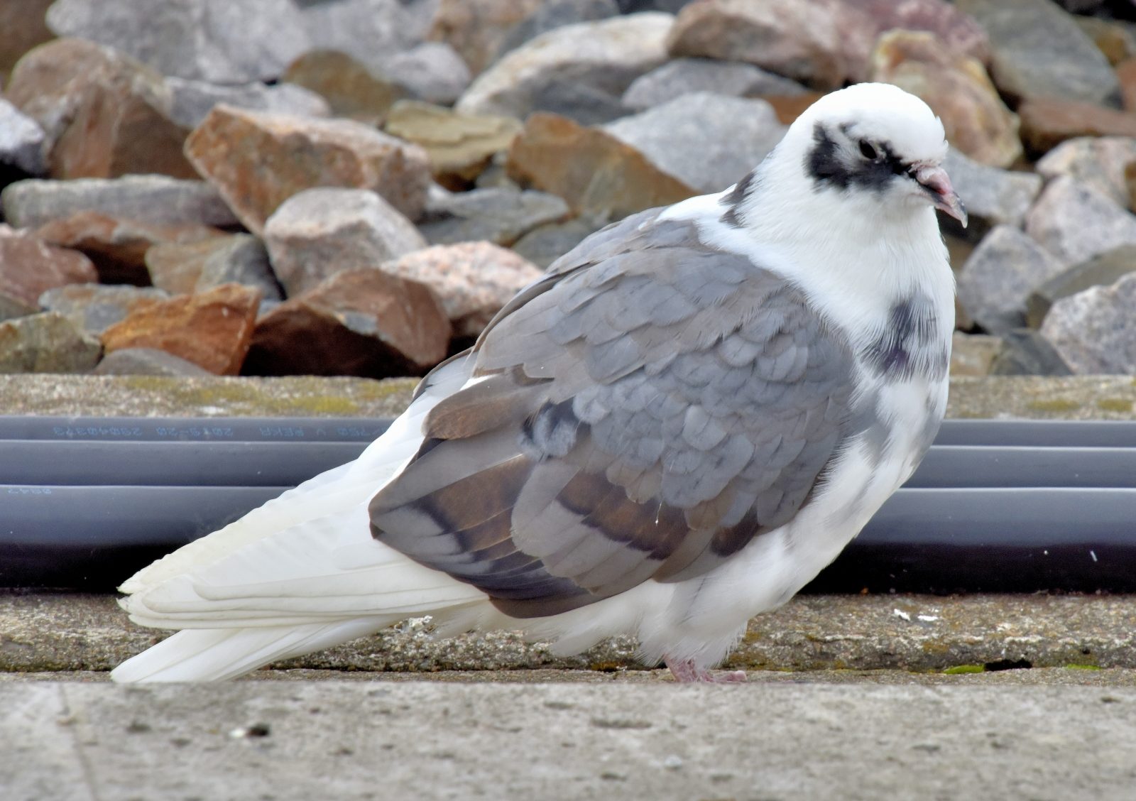 Valokuvaaja: Reijo Juurinen