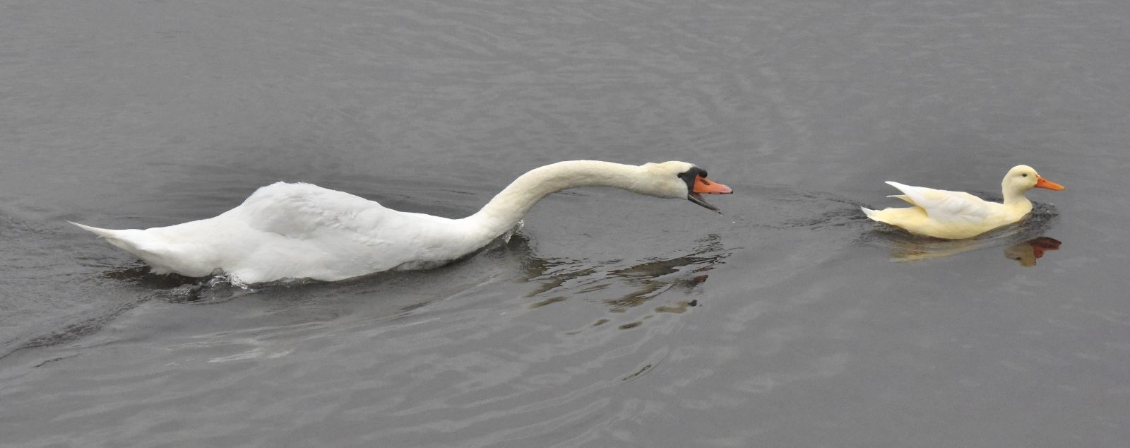 Valokuvaaja: Reijo Juurinen
