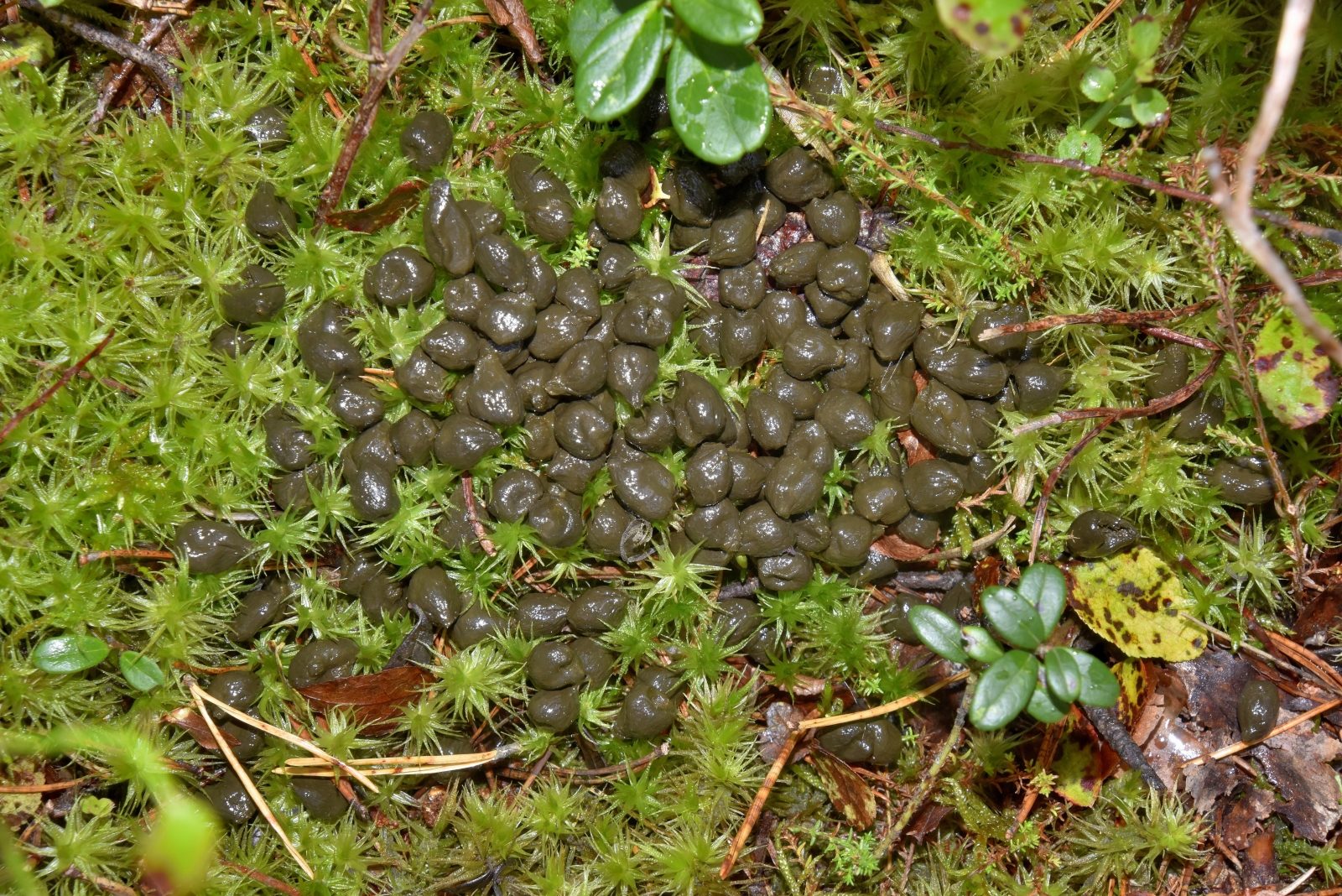 Valokuvaaja: Reijo Juurinen