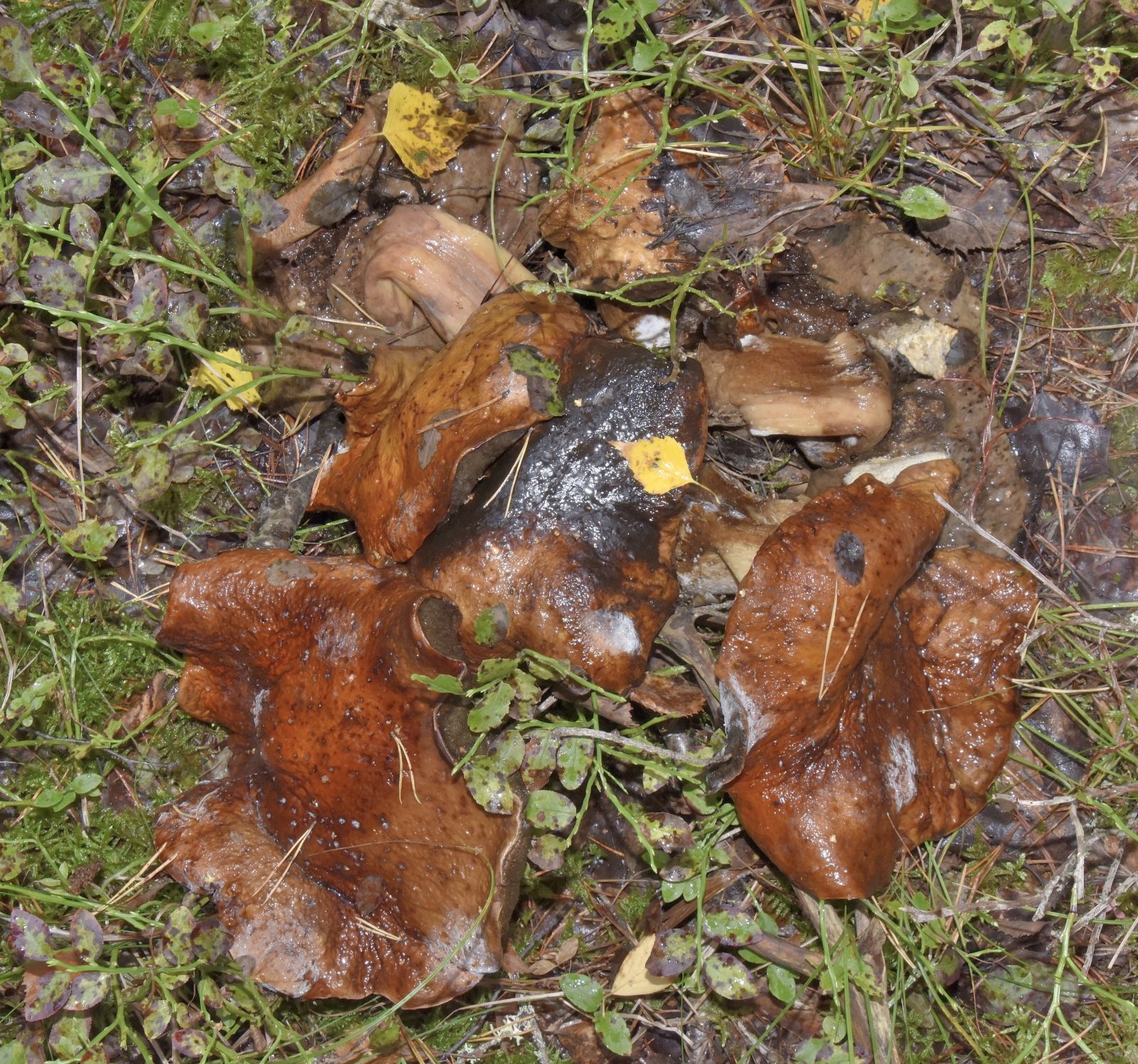 Valokuvaaja: Reijo Juurinen