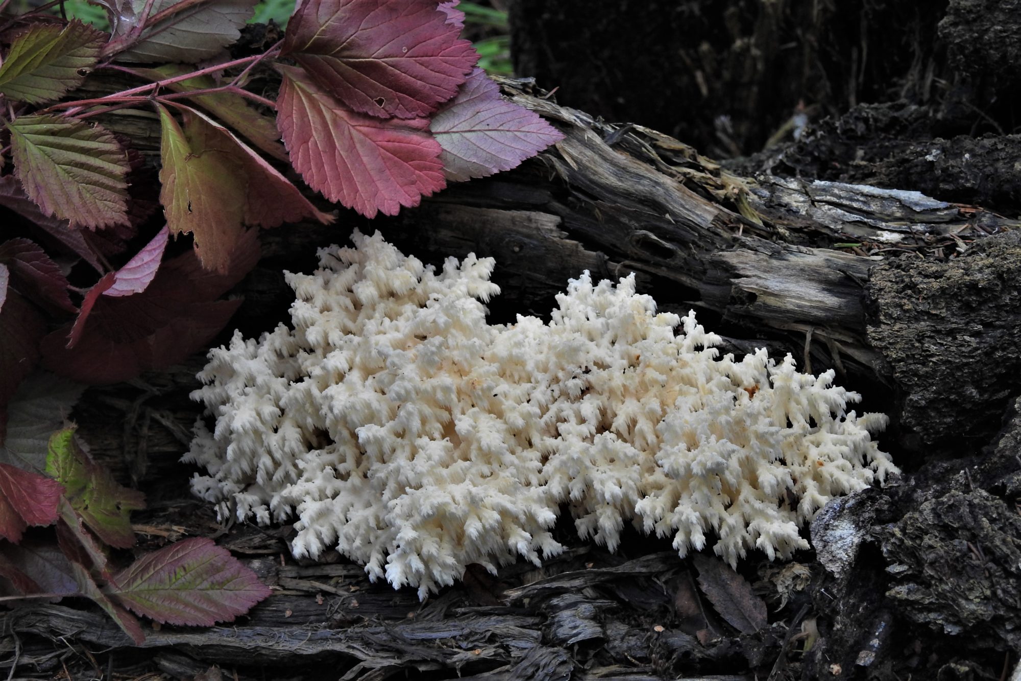 Valokuvaaja: Maarit Siitonen Valokuvaaja: Maarit Siitonen