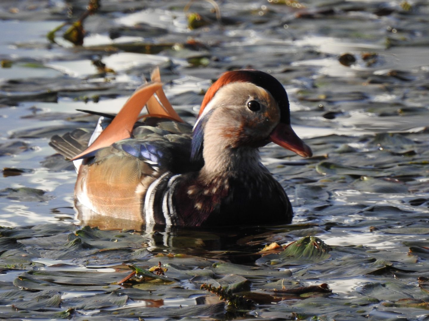 Valokuvaaja: Anne Hartikainen