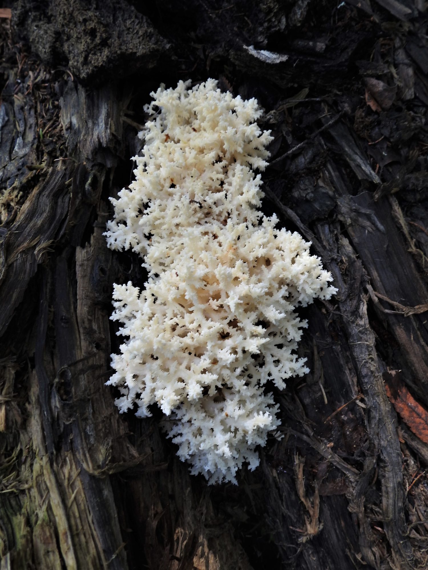 Valokuvaaja: Maarit Siitonen