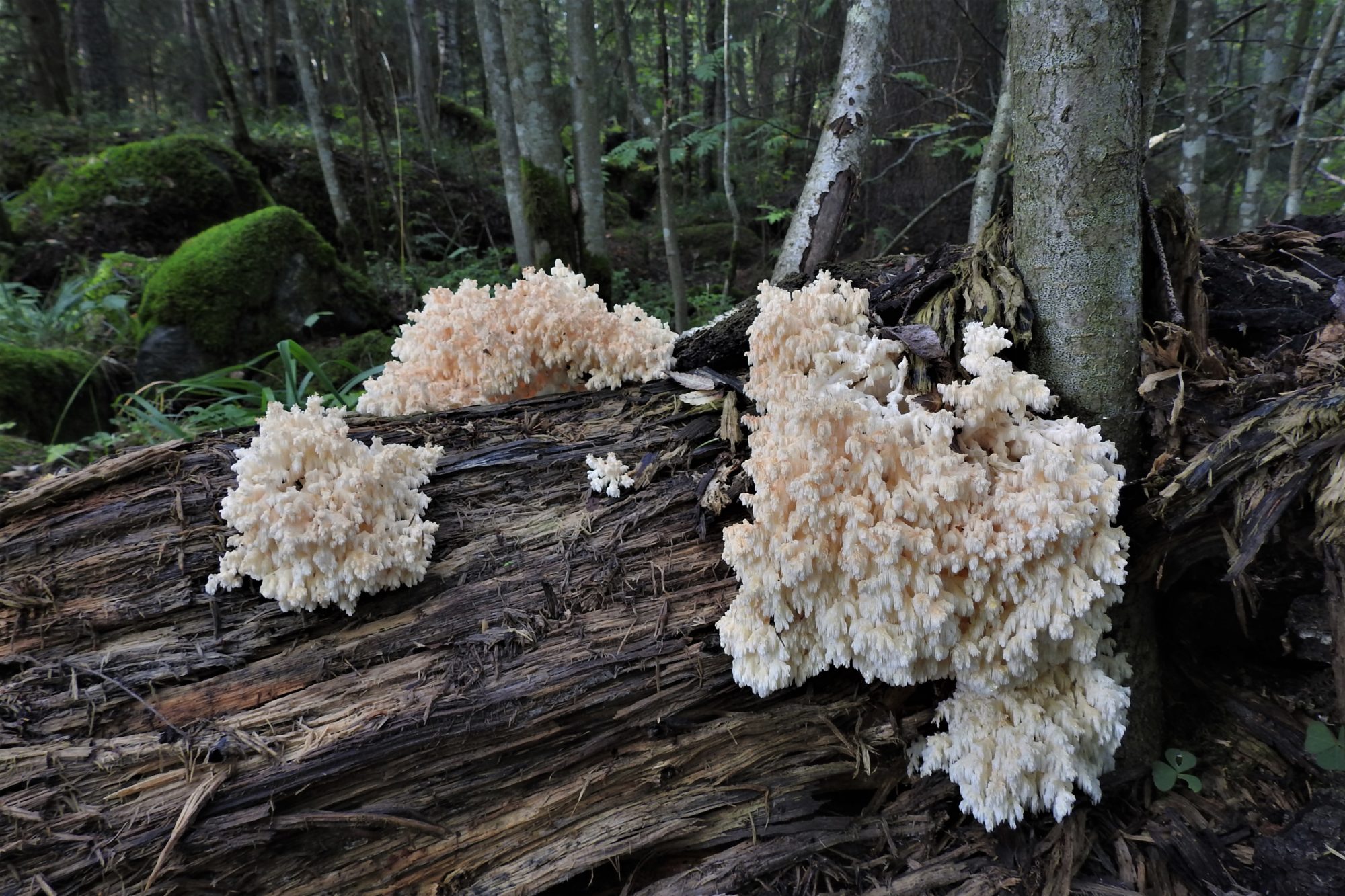 Valokuvaaja: Maarit Siitonen