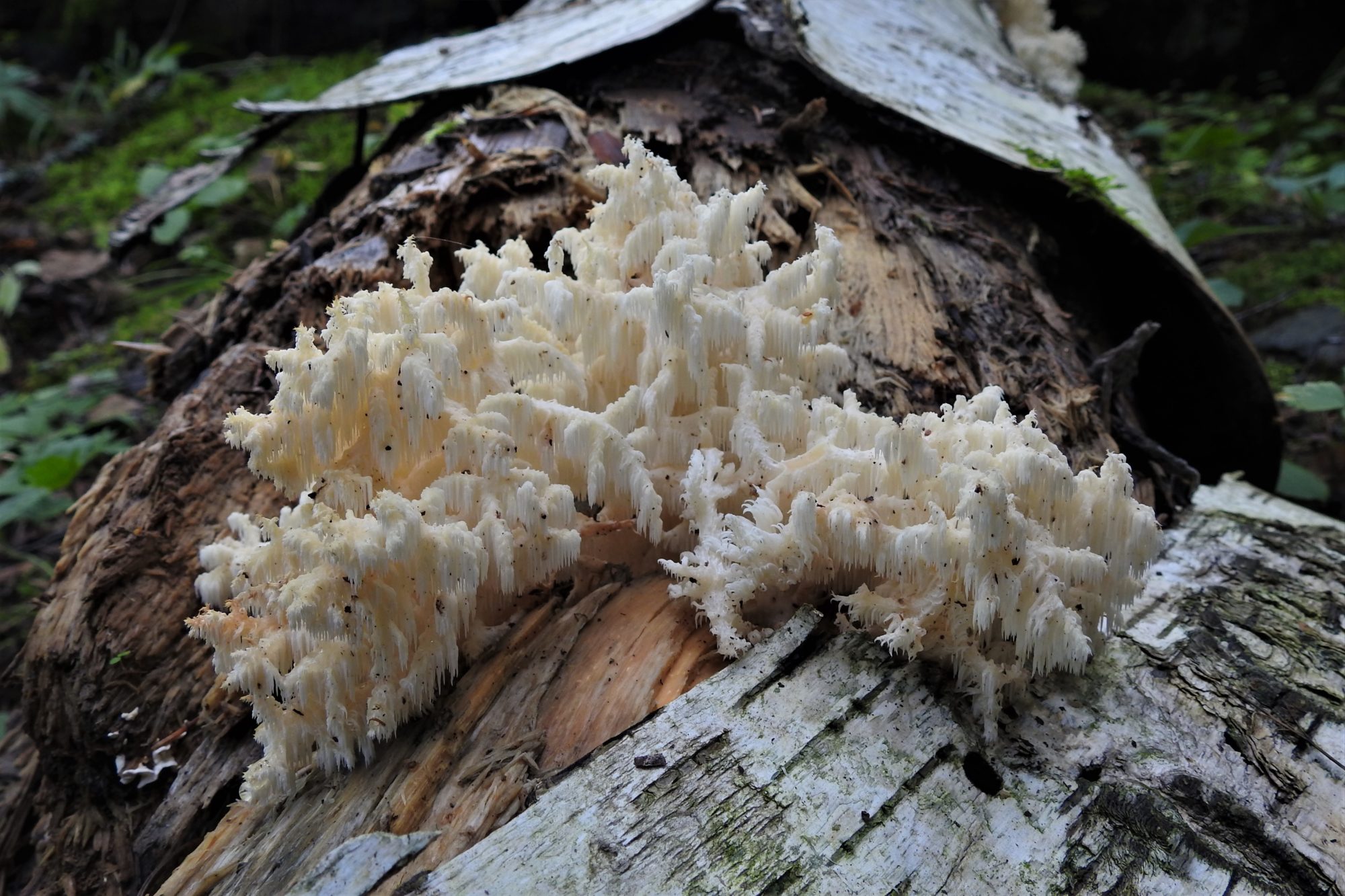 Valokuvaaja: Maarit Siitonen