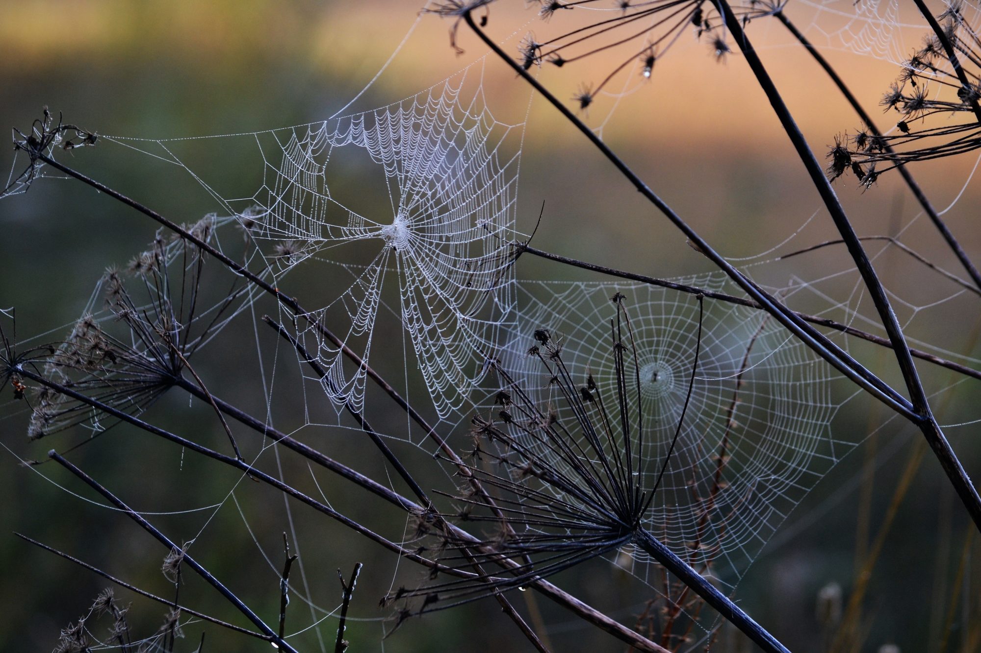 Valokuvaaja: satu välimaa