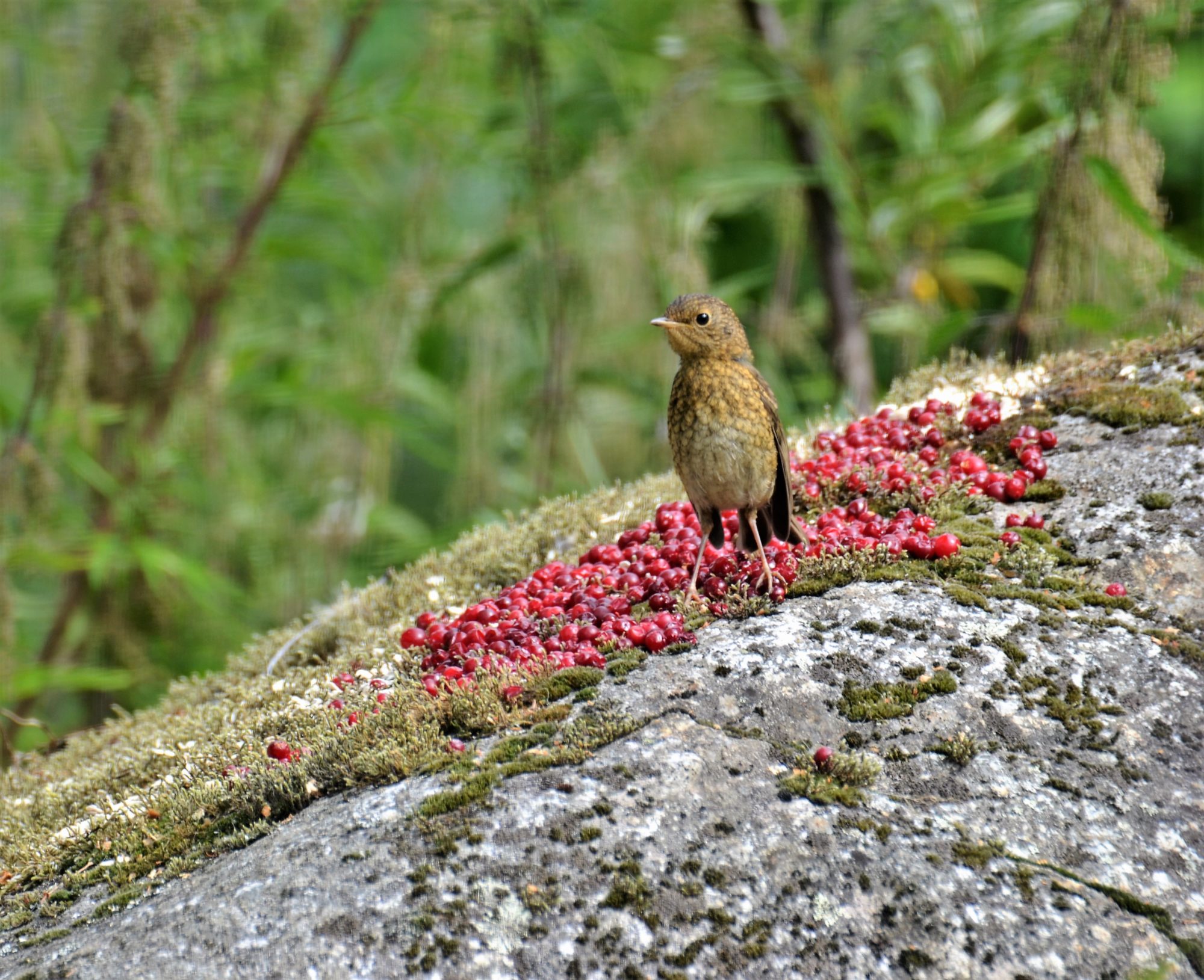 Valokuvaaja: satu välimaa