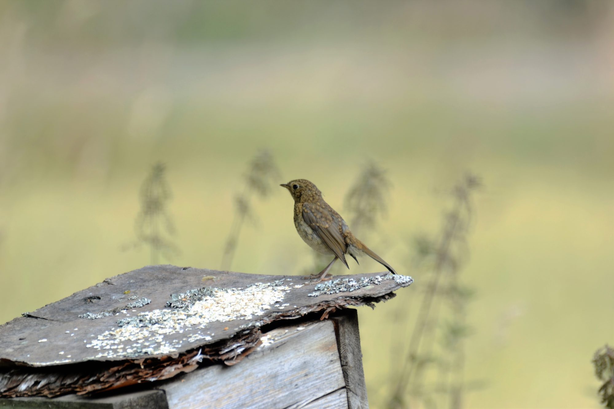Valokuvaaja: satu välimaa
