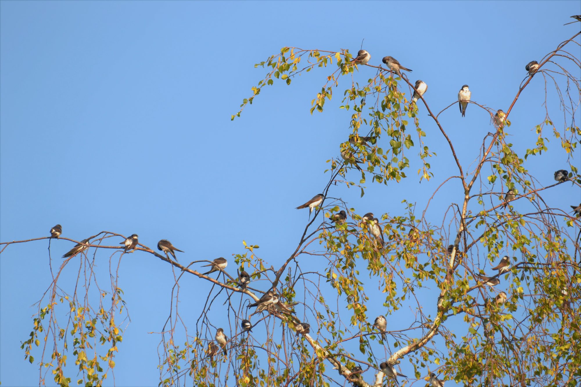 Valokuvaaja: satu välimaa