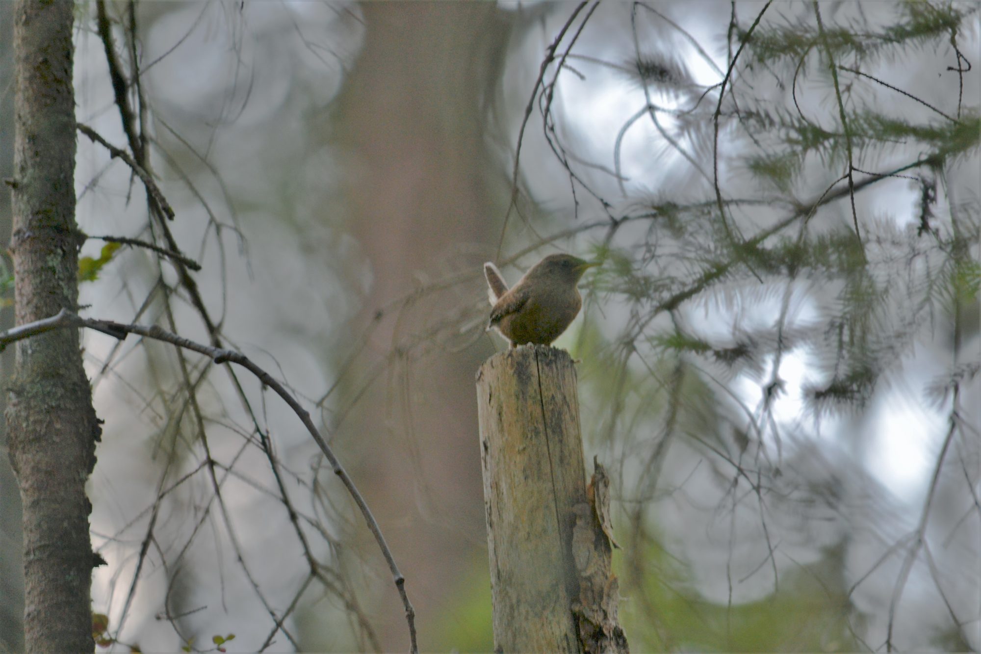 Valokuvaaja: satu välimaa