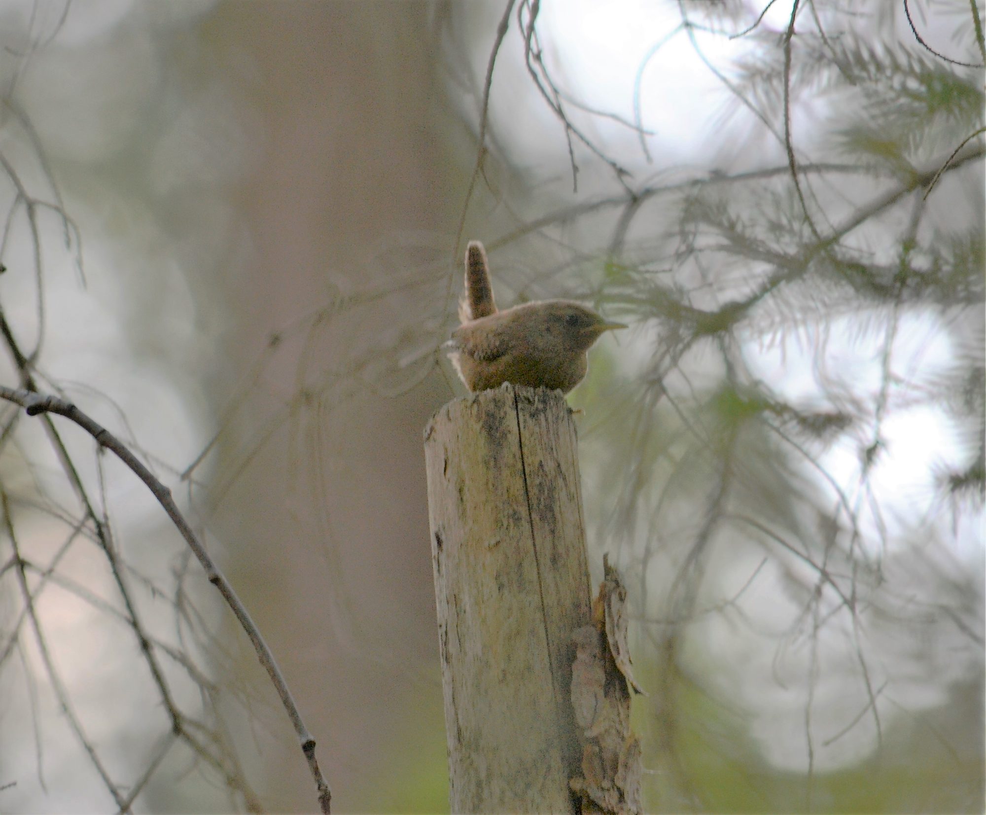 Valokuvaaja: satu välimaa Valokuvaaja: satu välimaa