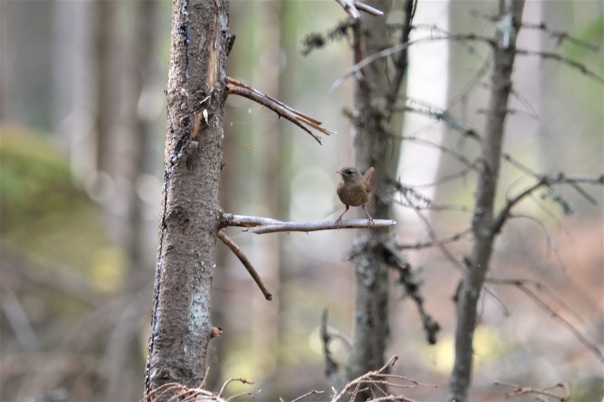 Valokuvaaja: satu välimaa