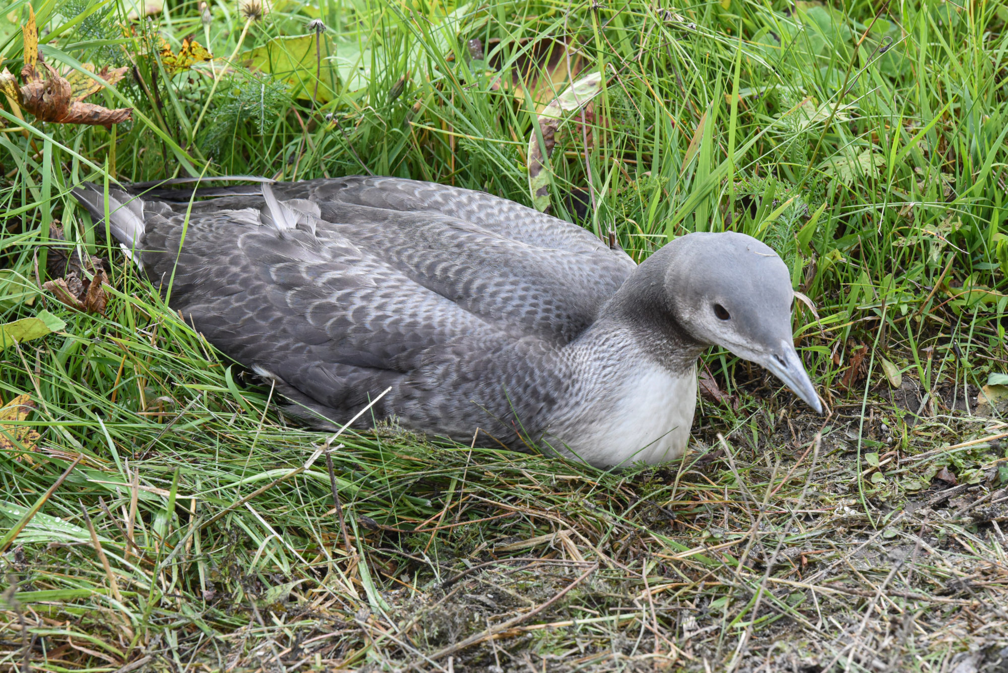 Valokuvaaja: Maija Savolainen