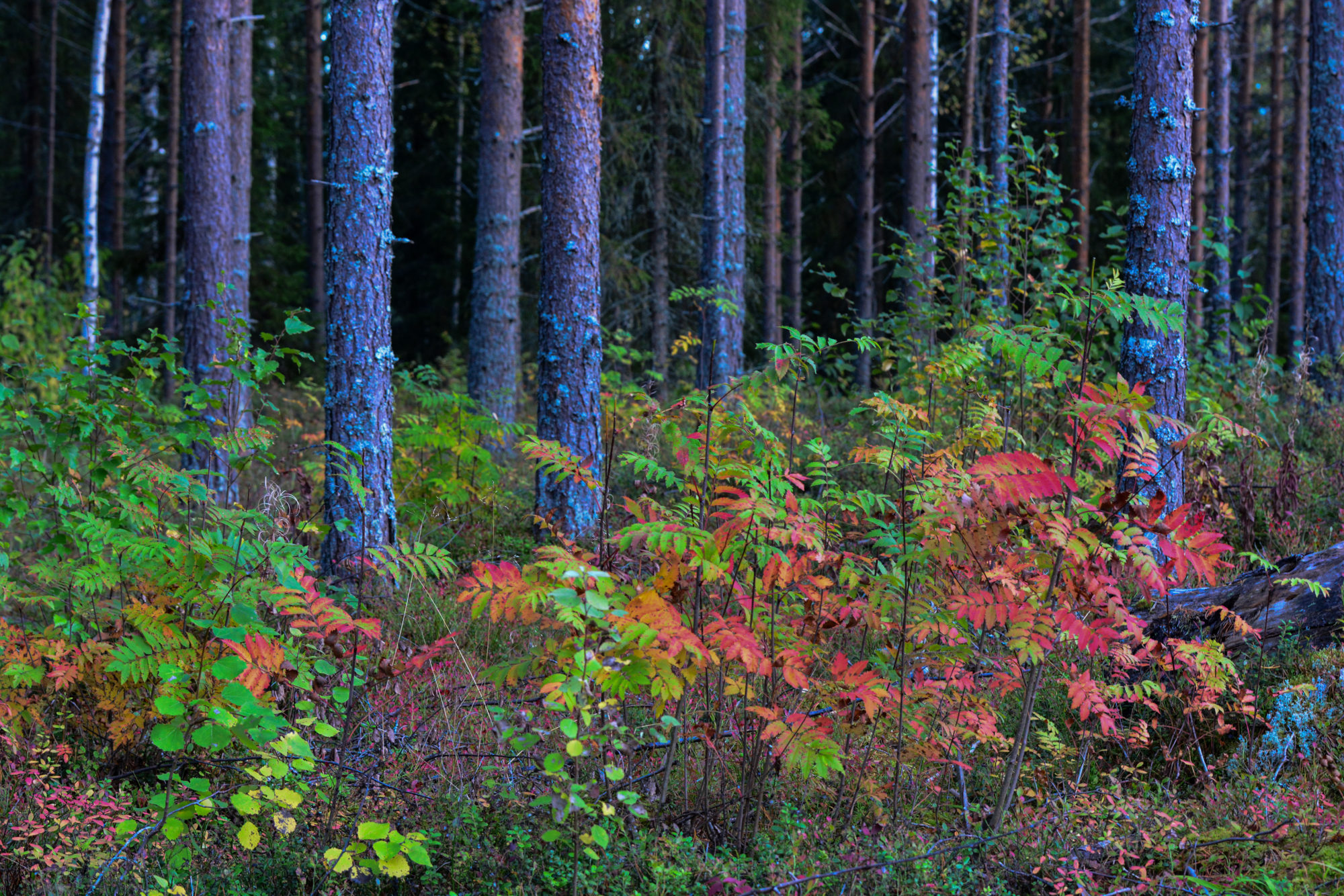Valokuvaaja: Maija Savolainen