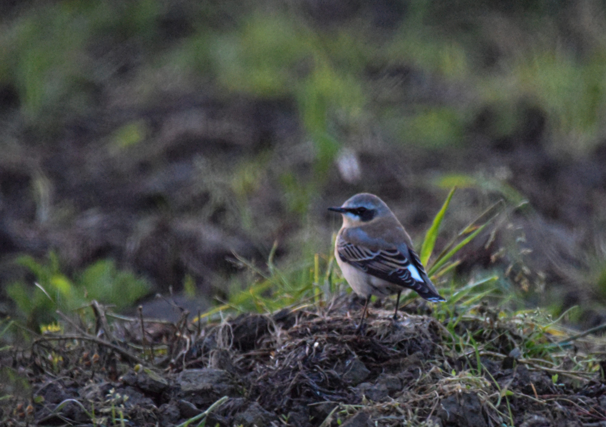 Valokuvaaja: Maija Savolainen Valokuvaaja: Maija Savolainen