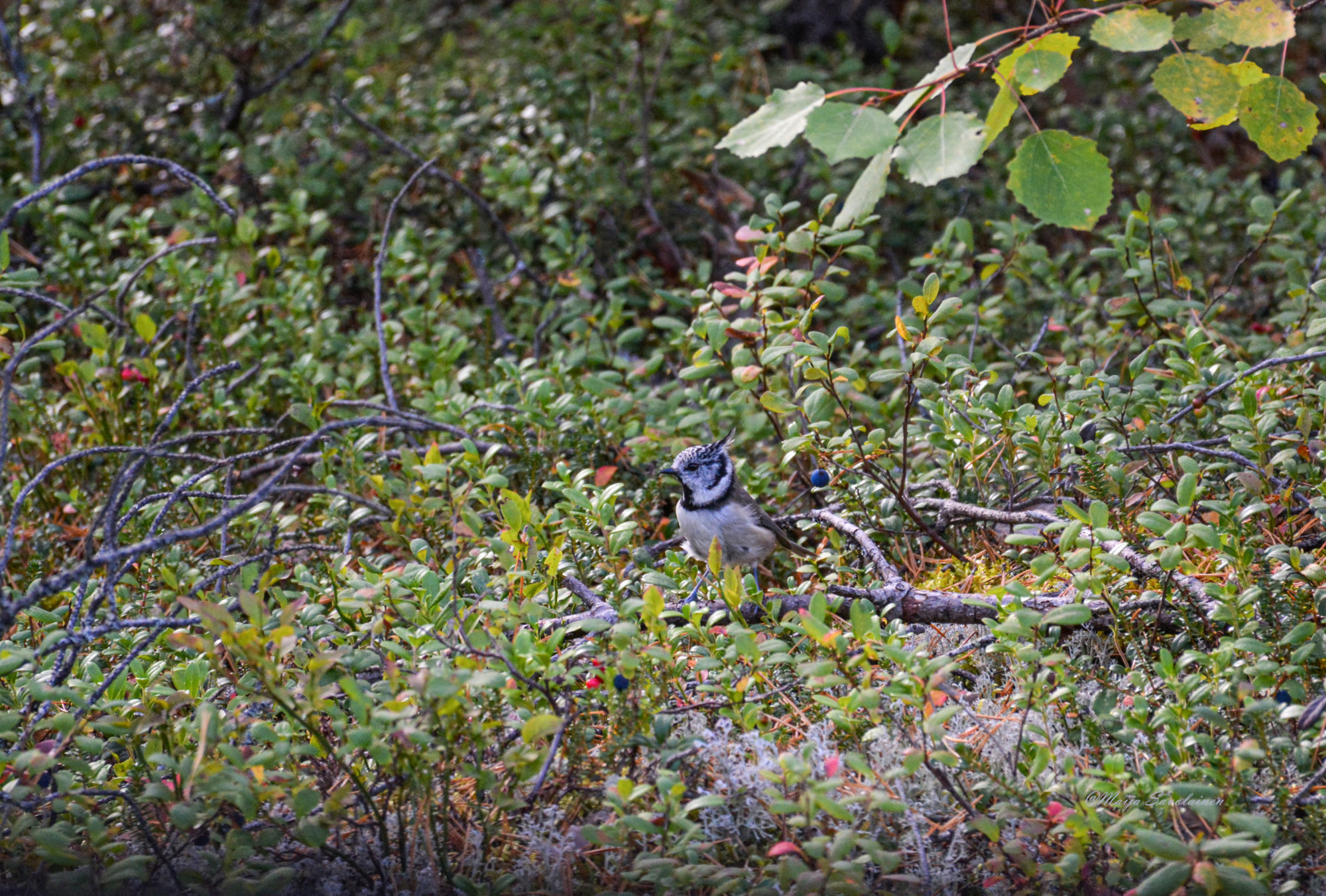 Valokuvaaja: Maija Savolainen