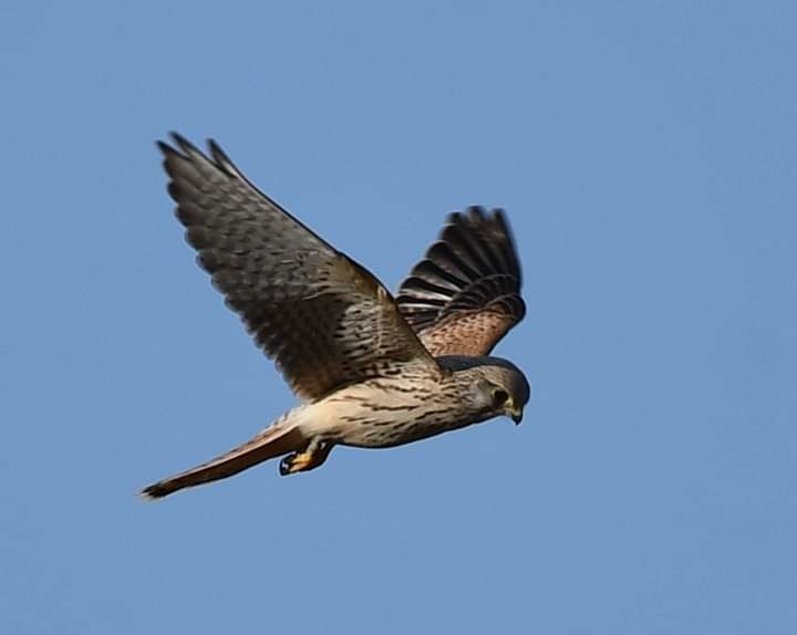 Valokuvaaja: Tuija Mustalahti