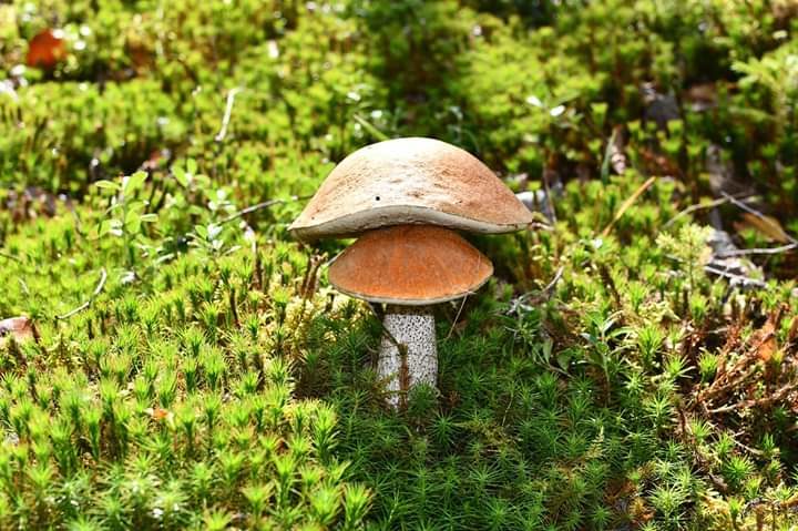 Valokuvaaja: Tuija Mustalahti