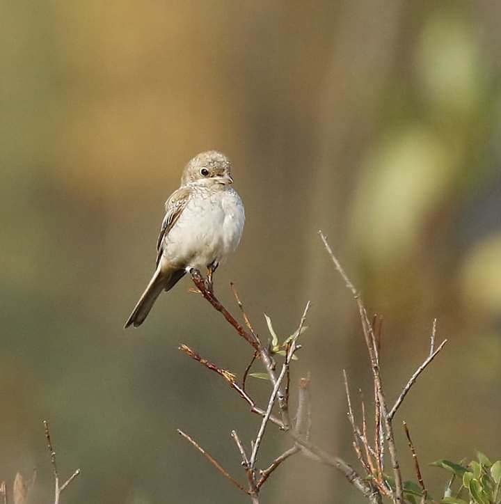 Valokuvaaja: Tuula Pirnes