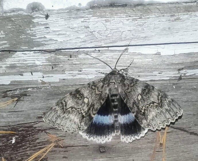 Valokuvaaja: Aija Penttinen