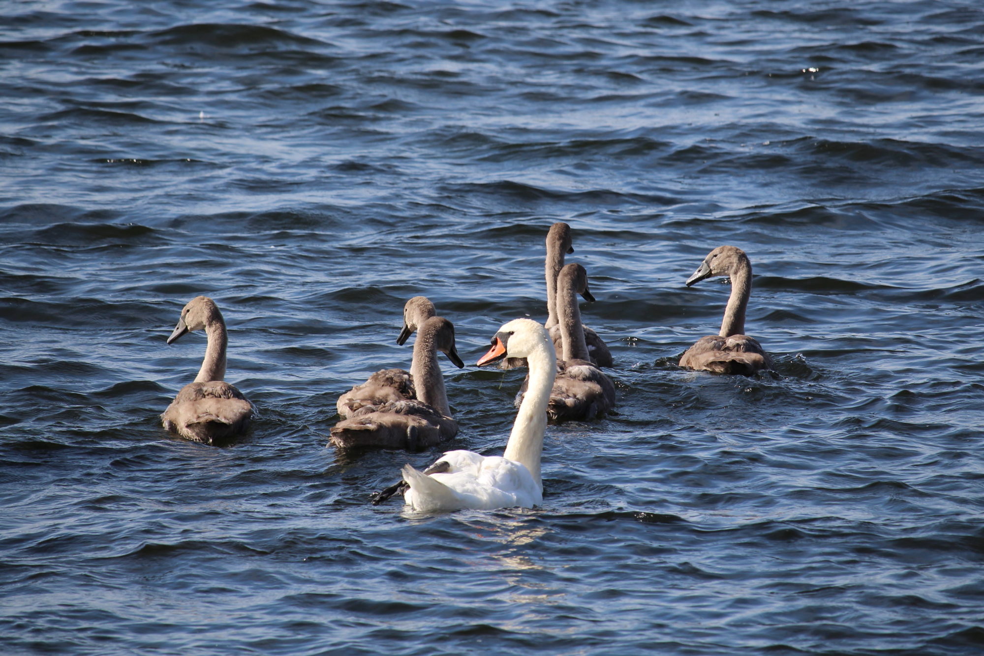 Valokuvaaja: Kirsi-Marja Joenpolvi