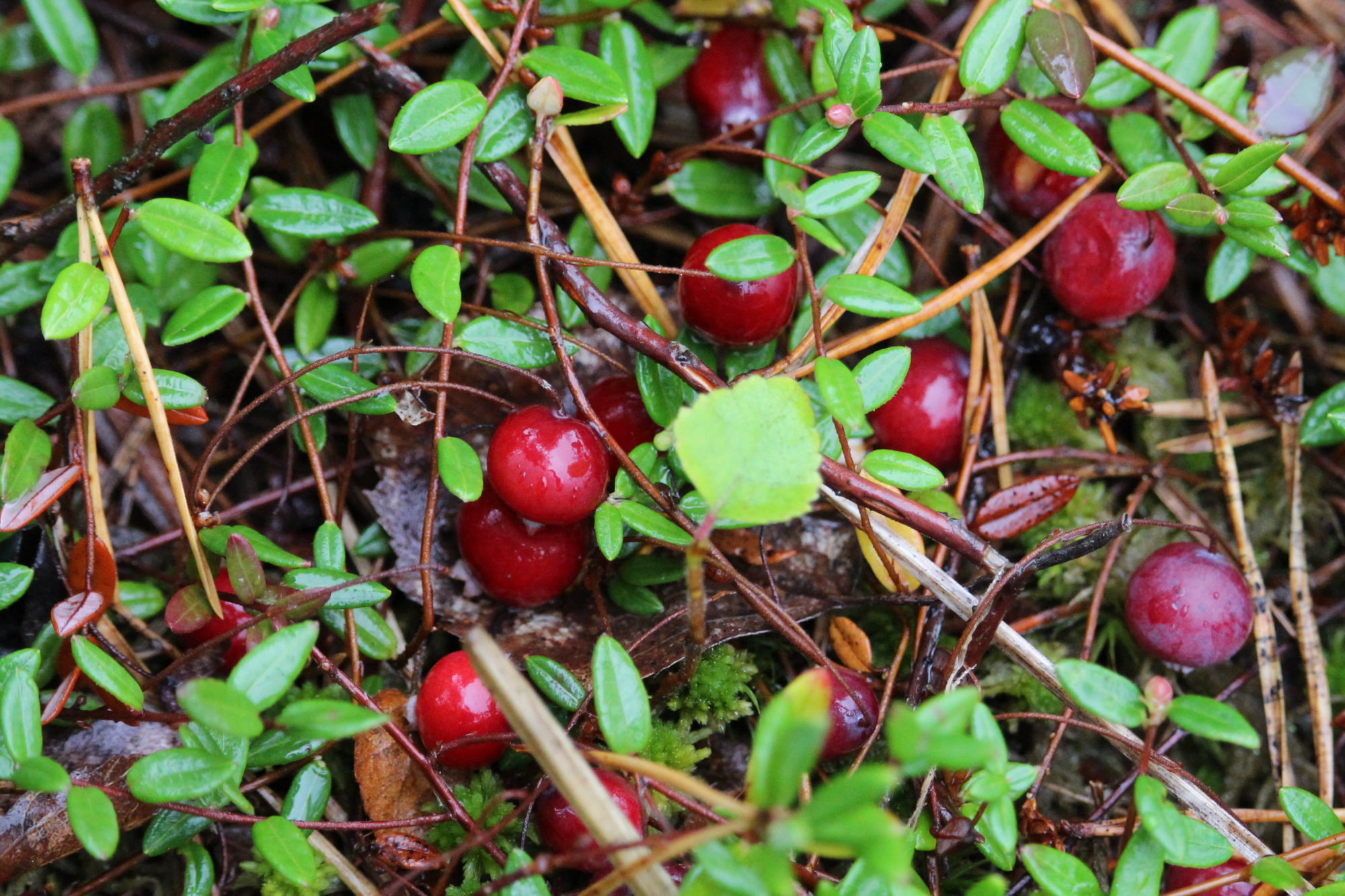 Valokuvaaja: Kirsi-Marja Joenpolvi