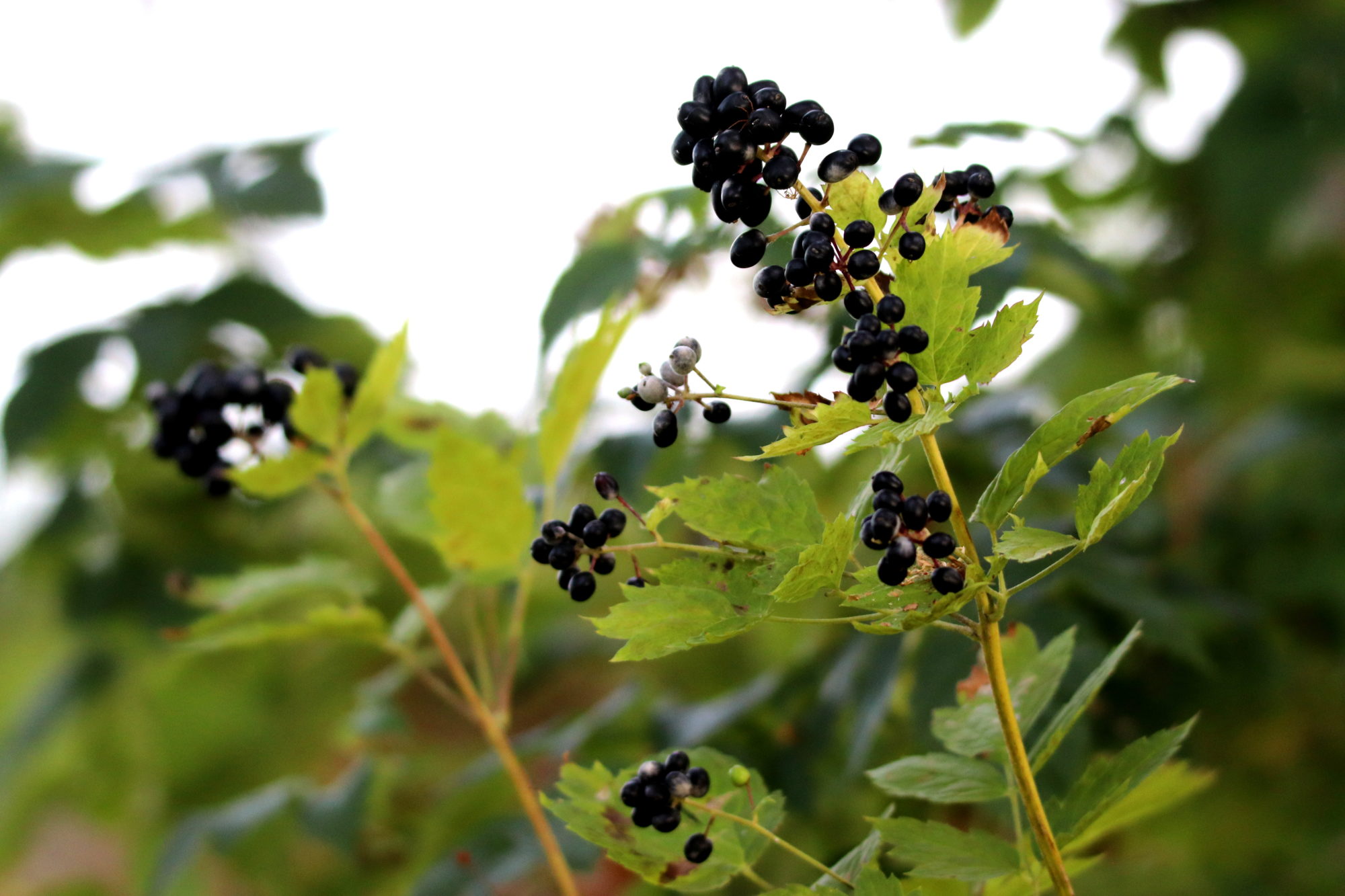 Valokuvaaja: Irja Lehtinen Valokuvaaja: Irja Lehtinen