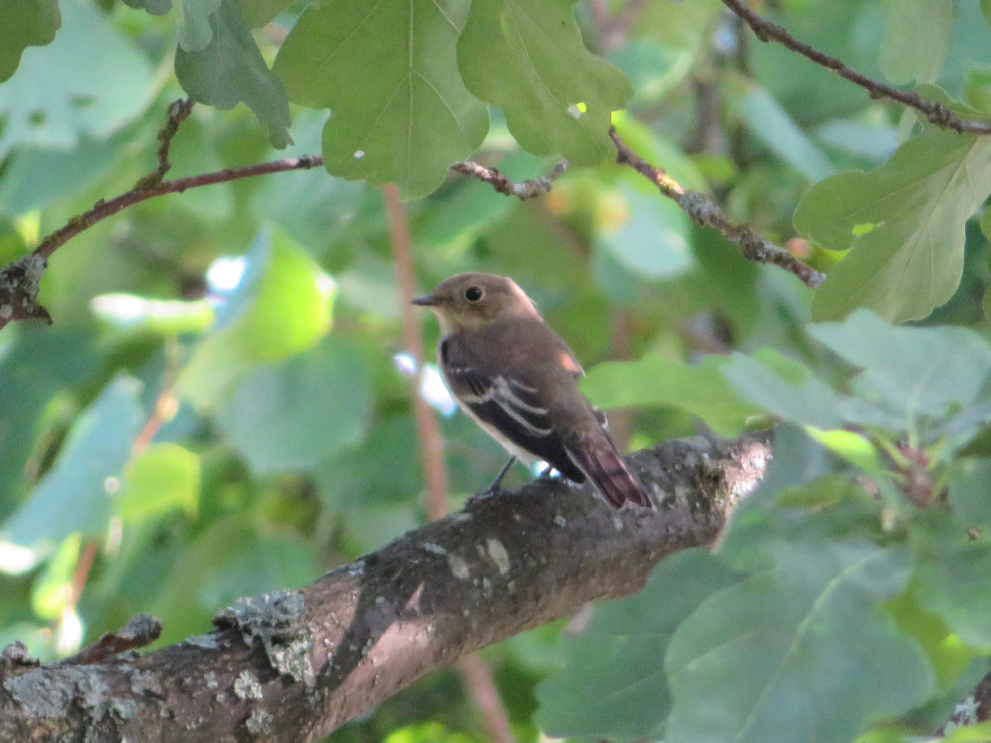 Valokuvaaja: Risto Kangassalo