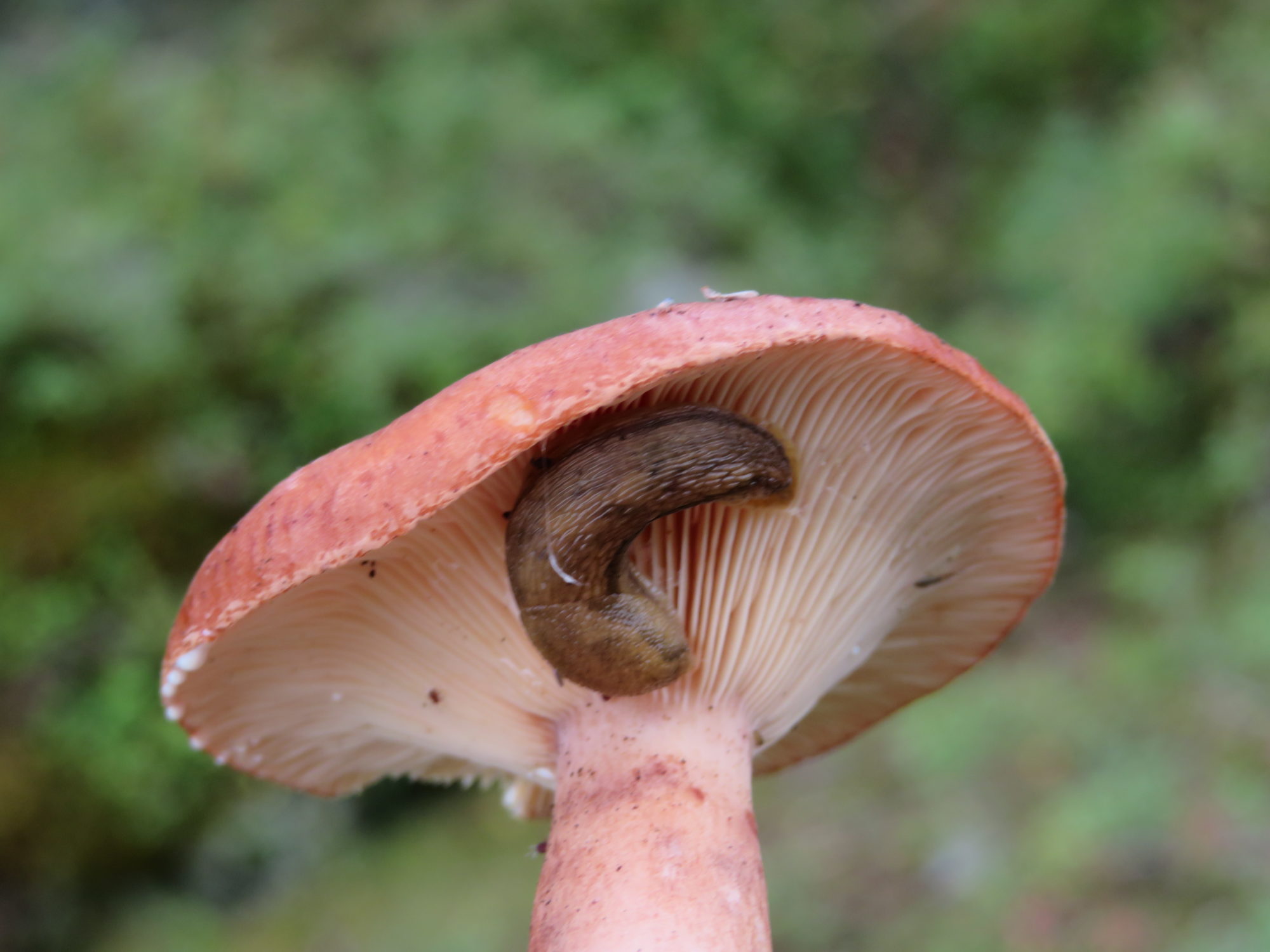 Valokuvaaja: Risto Kangassalo