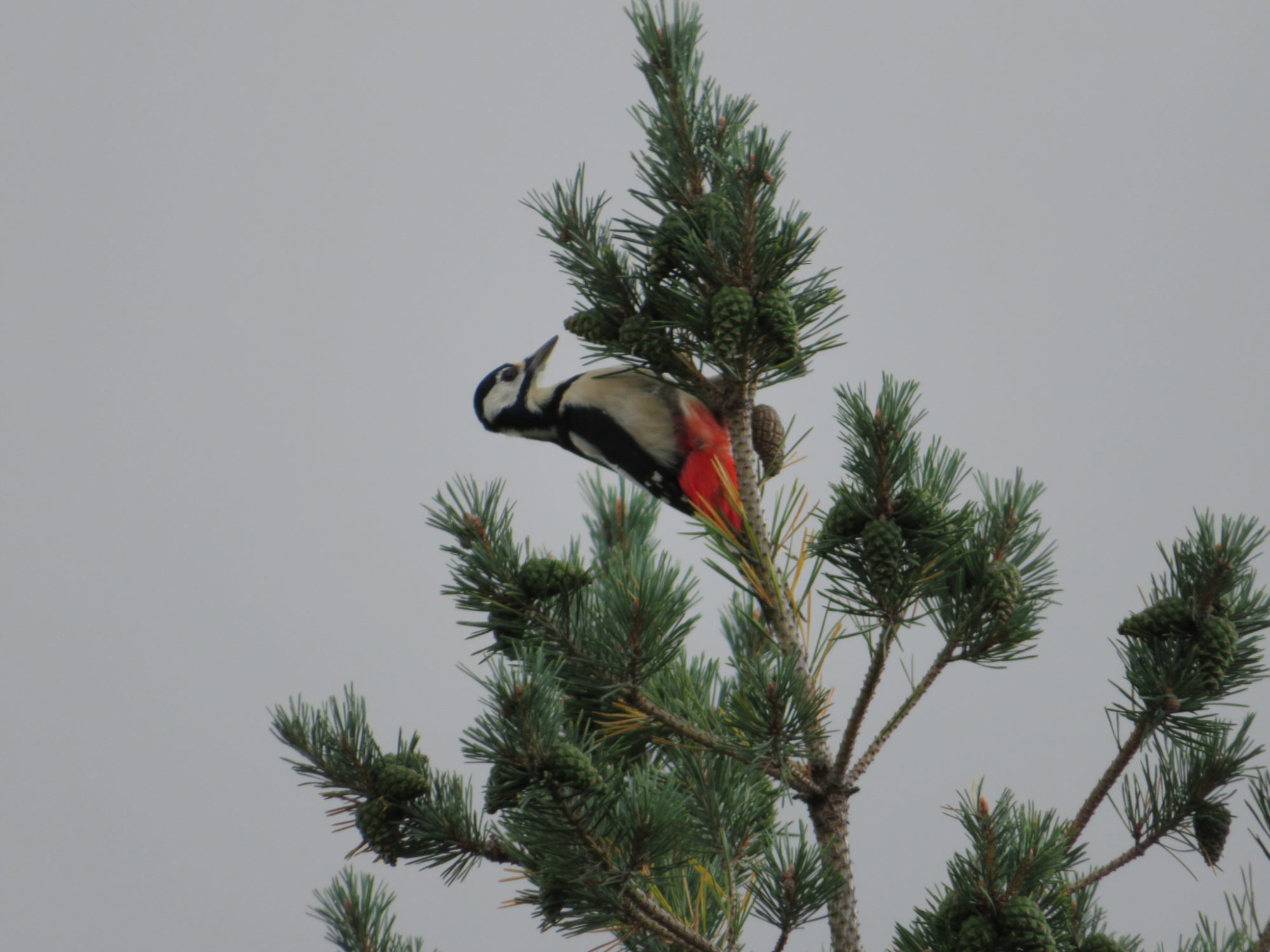 Valokuvaaja: Risto Kangassalo