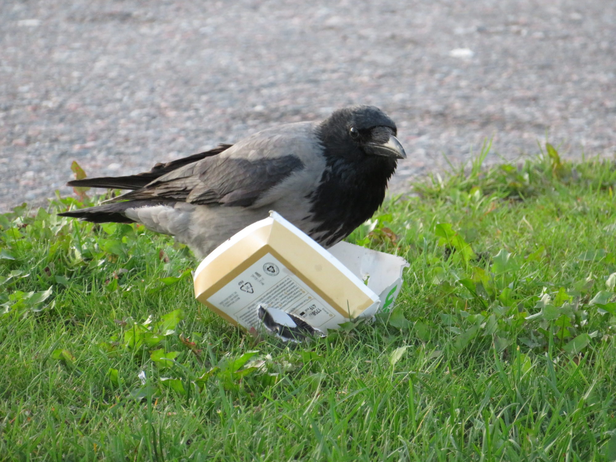 Valokuvaaja: Risto Kangassalo