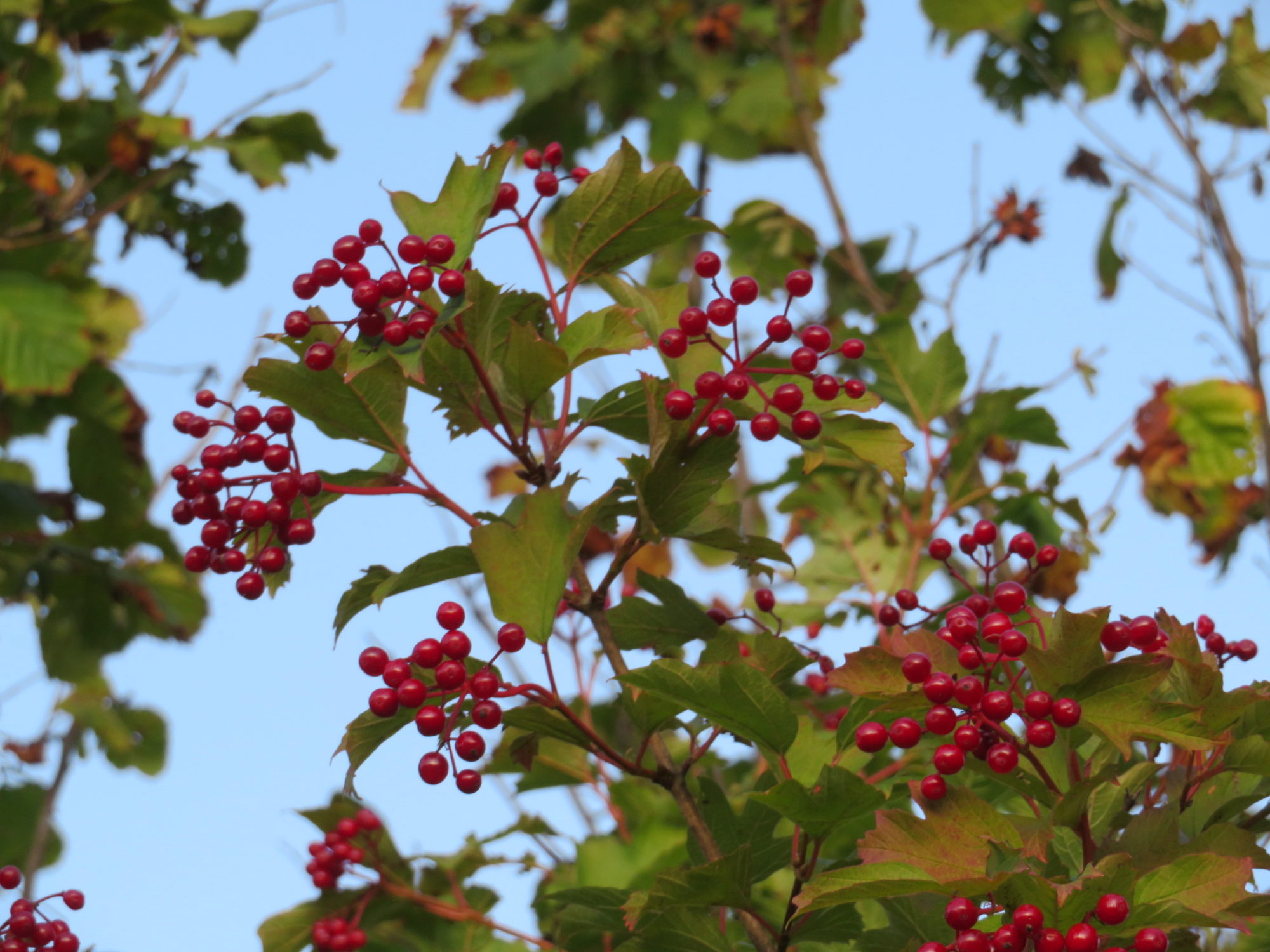 Valokuvaaja: Risto Kangassalo